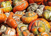 Squash Turks Turban - REGN