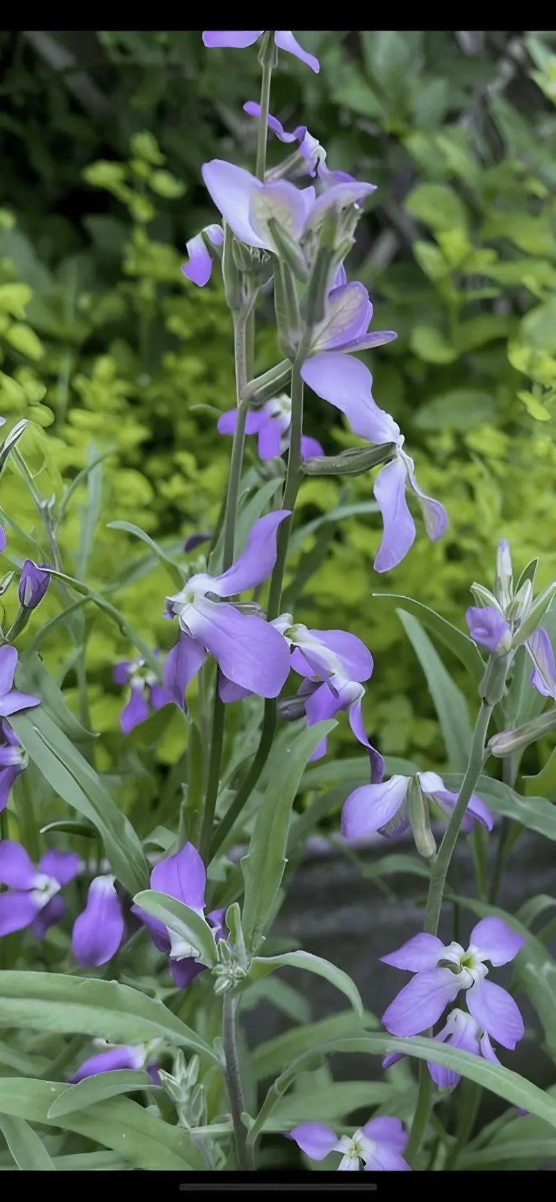 Stocks Night Scented Lavender - REGN