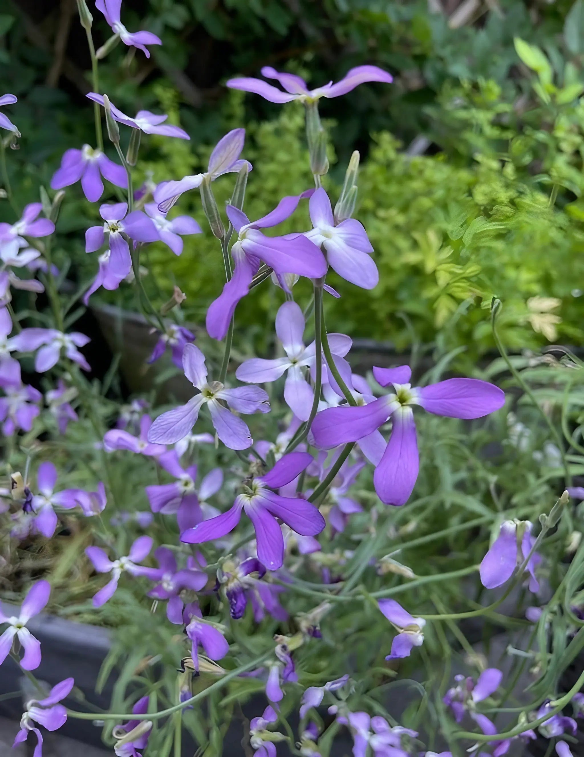 Stocks Night Scented Lavender - REGN