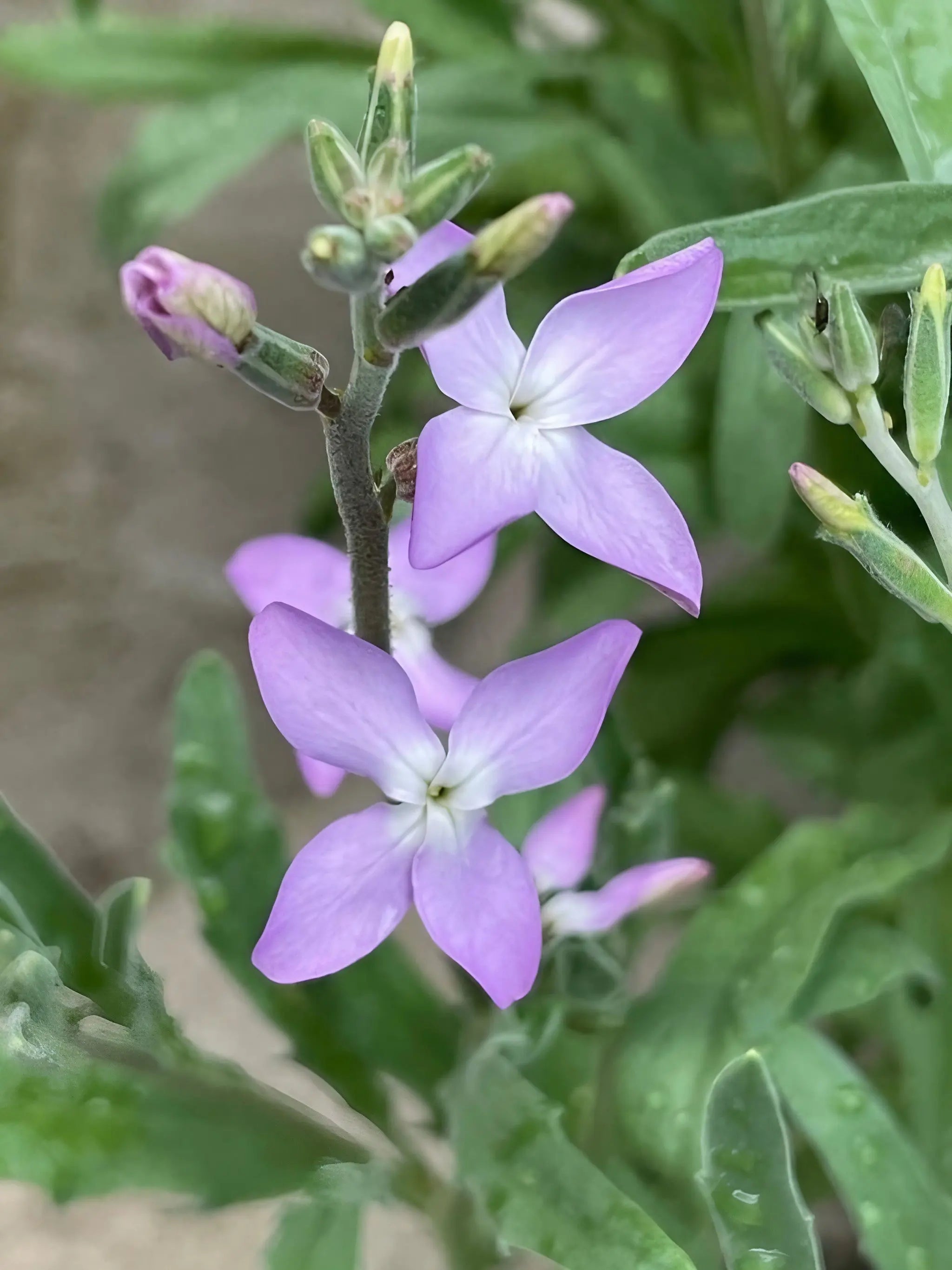 Stocks Night Scented Lavender - REGN