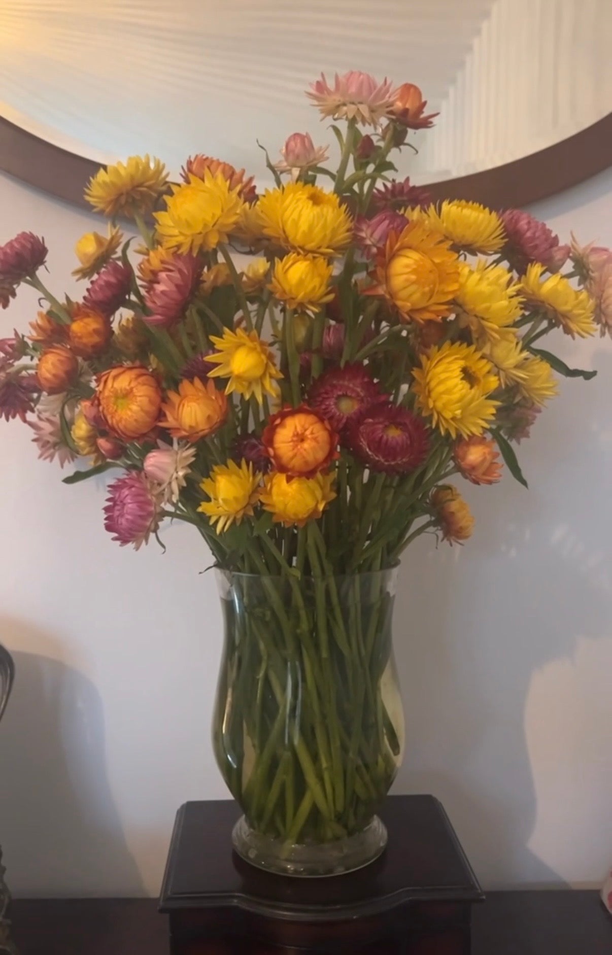 Strawflower Helichrysum Swiss Giant Mix - REGN