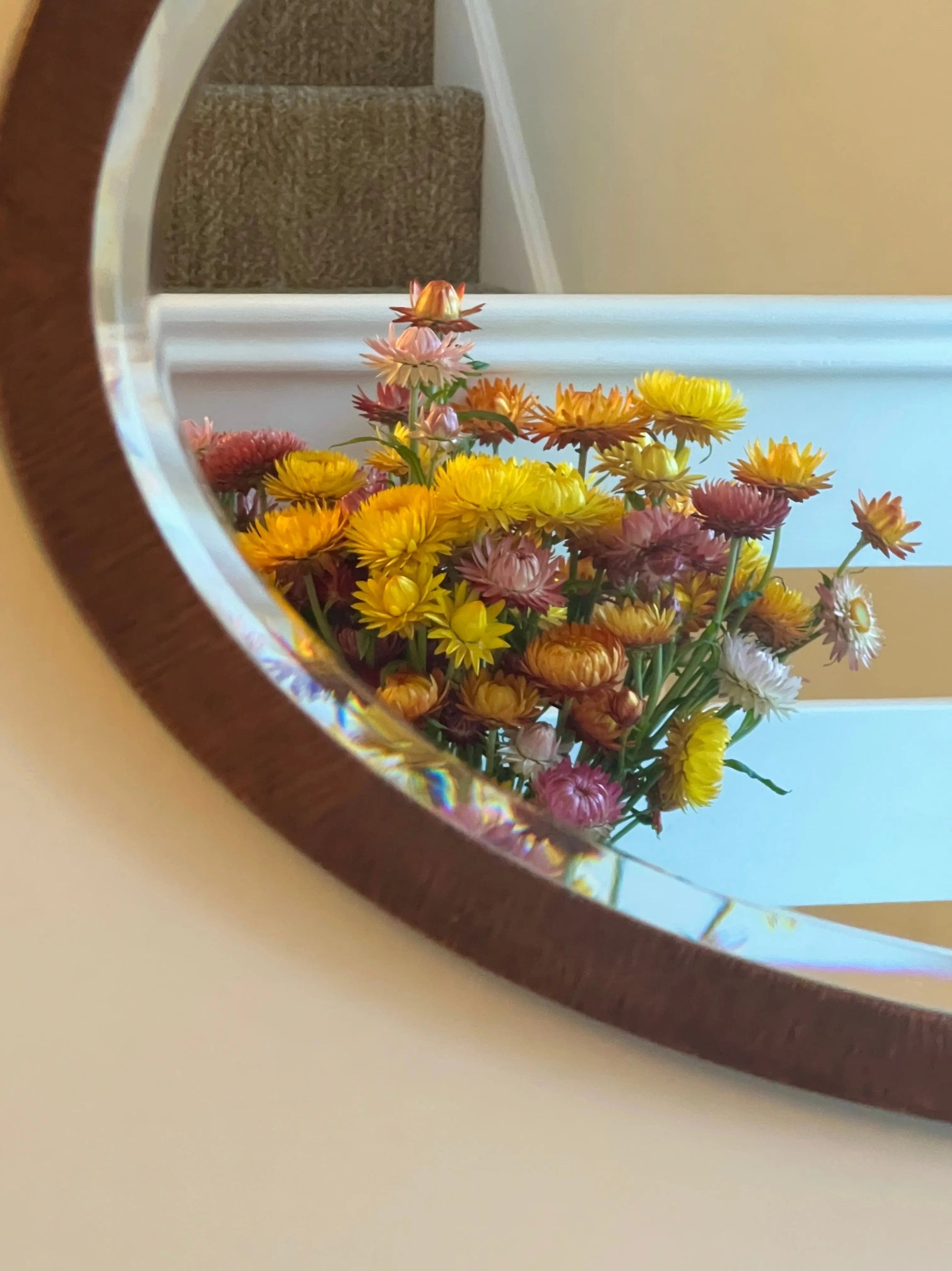 Strawflower Helichrysum Swiss Giant Mix - REGN