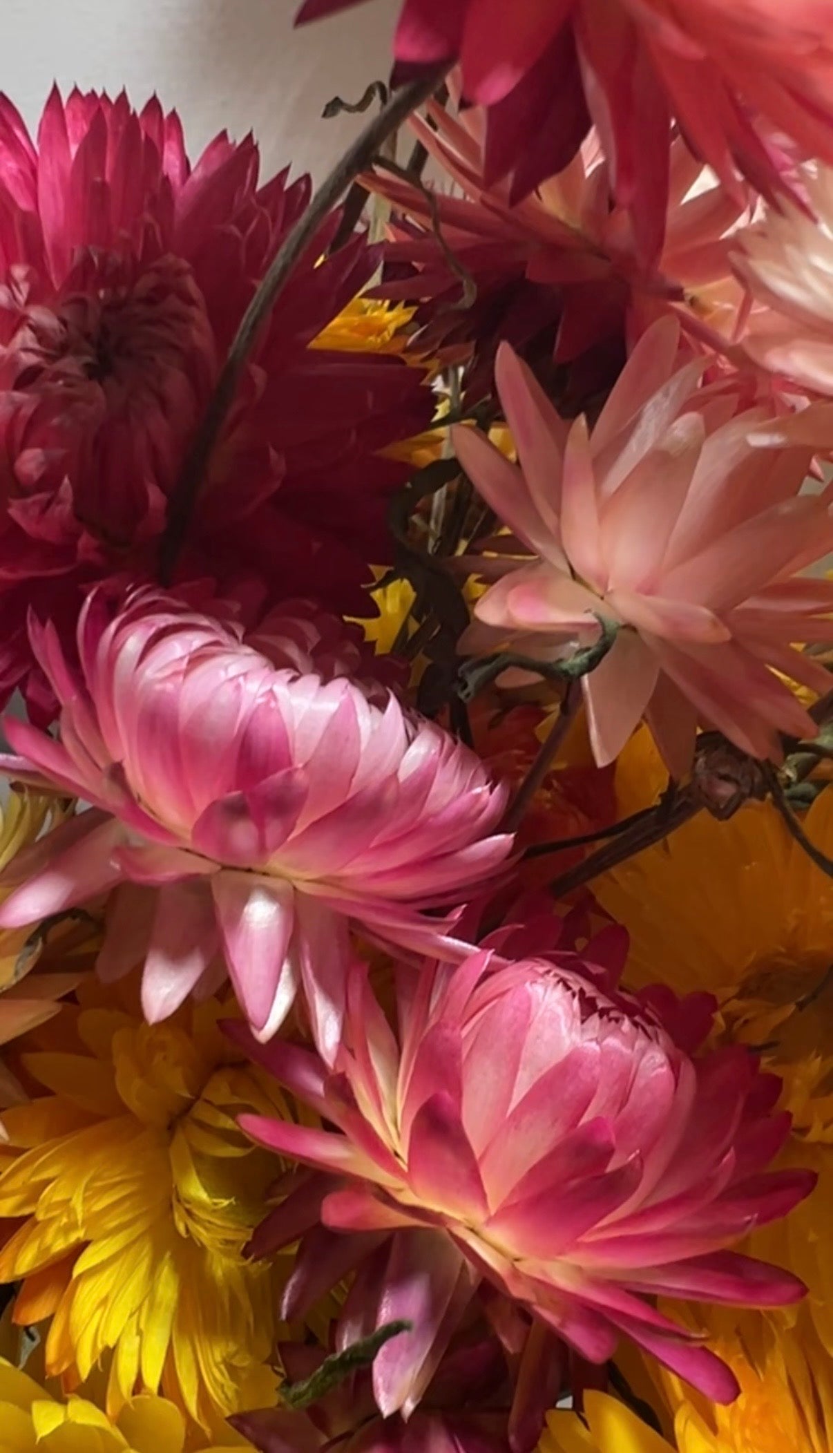 Strawflower Helichrysum Swiss Giant Mix - REGN