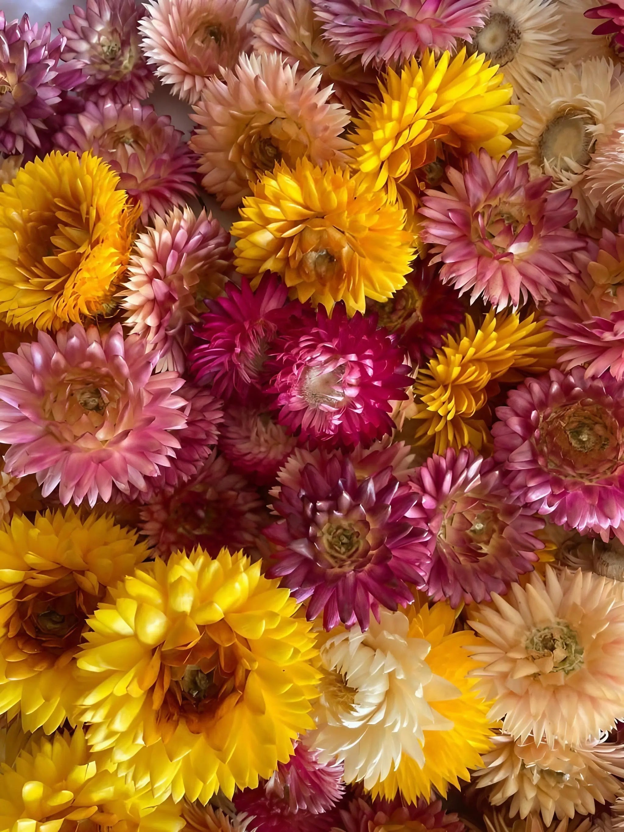 Strawflower Helichrysum Swiss Giant Mix - REGN
