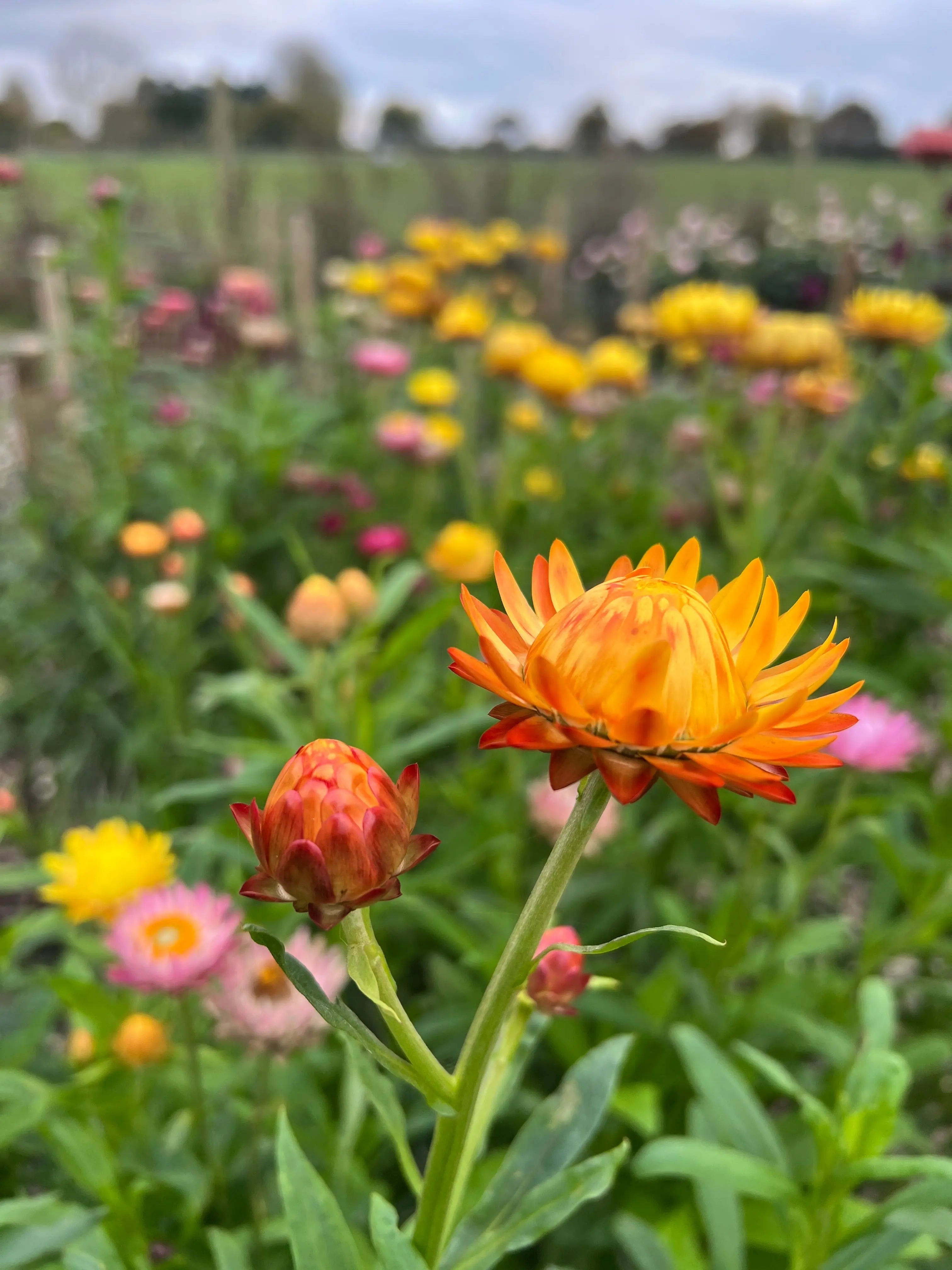 Strawflower Helichrysum Swiss Giant Mix - REGN