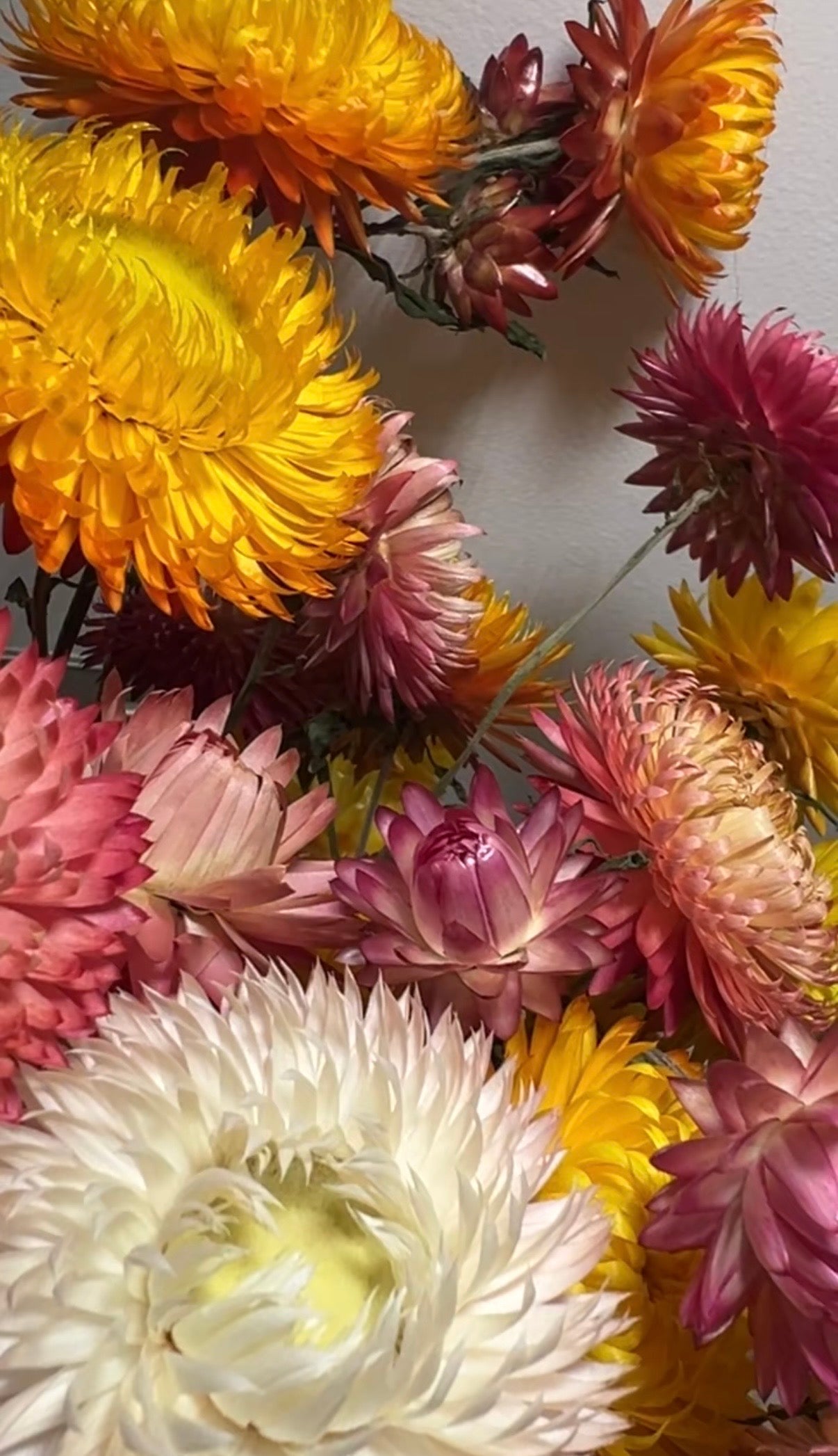 Strawflower Helichrysum Swiss Giant Mix - REGN