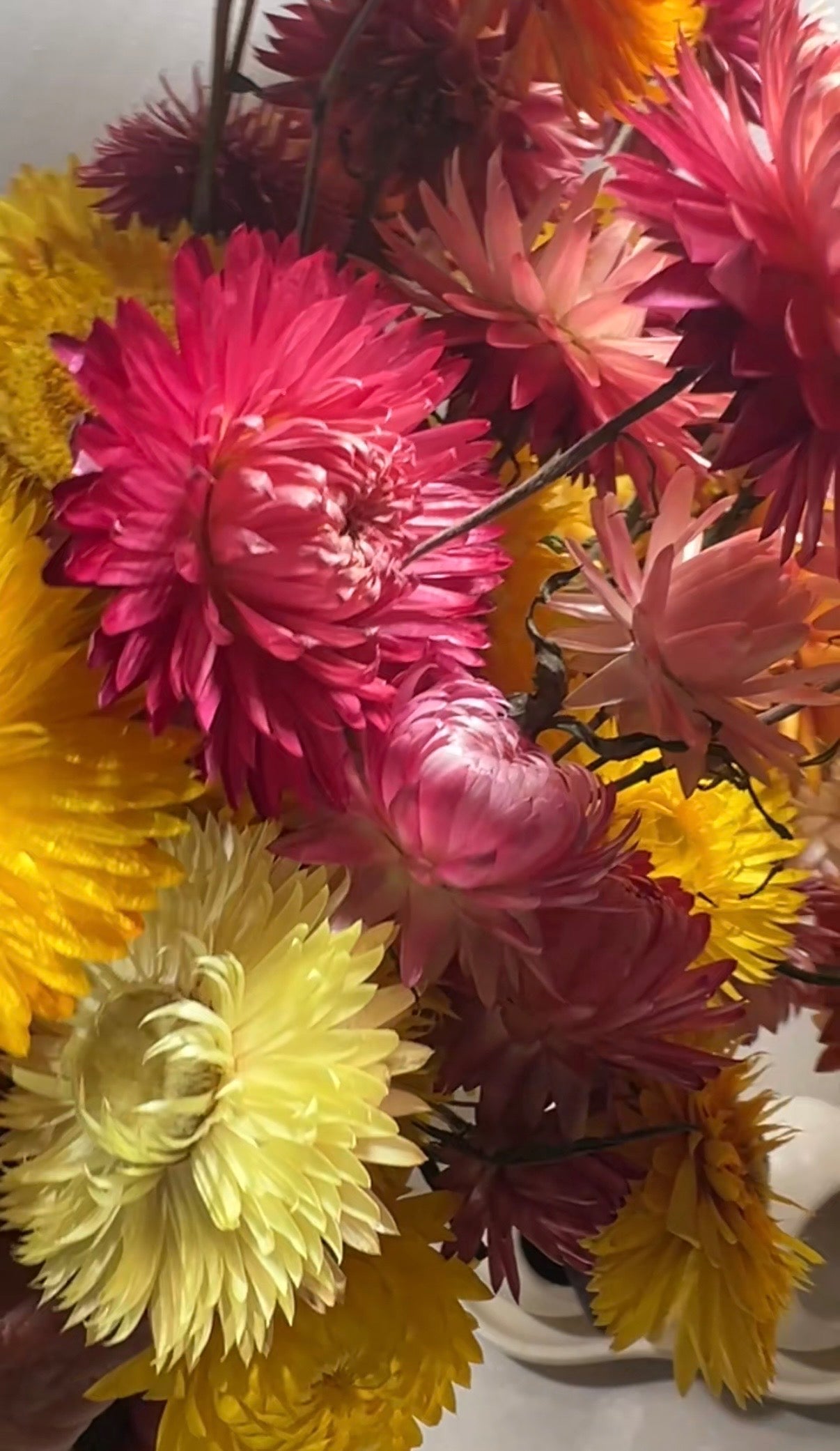 Strawflower Helichrysum Swiss Giant Mix - REGN