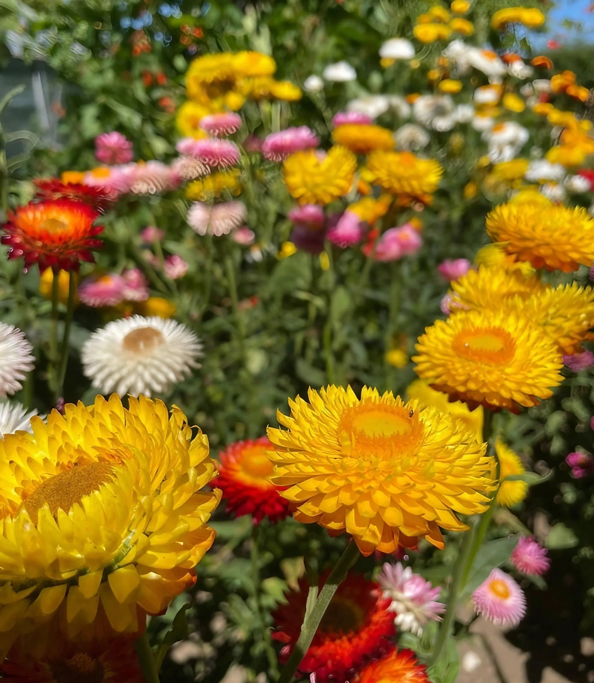 Strawflower Helichrysum Swiss Giant Mix - REGN