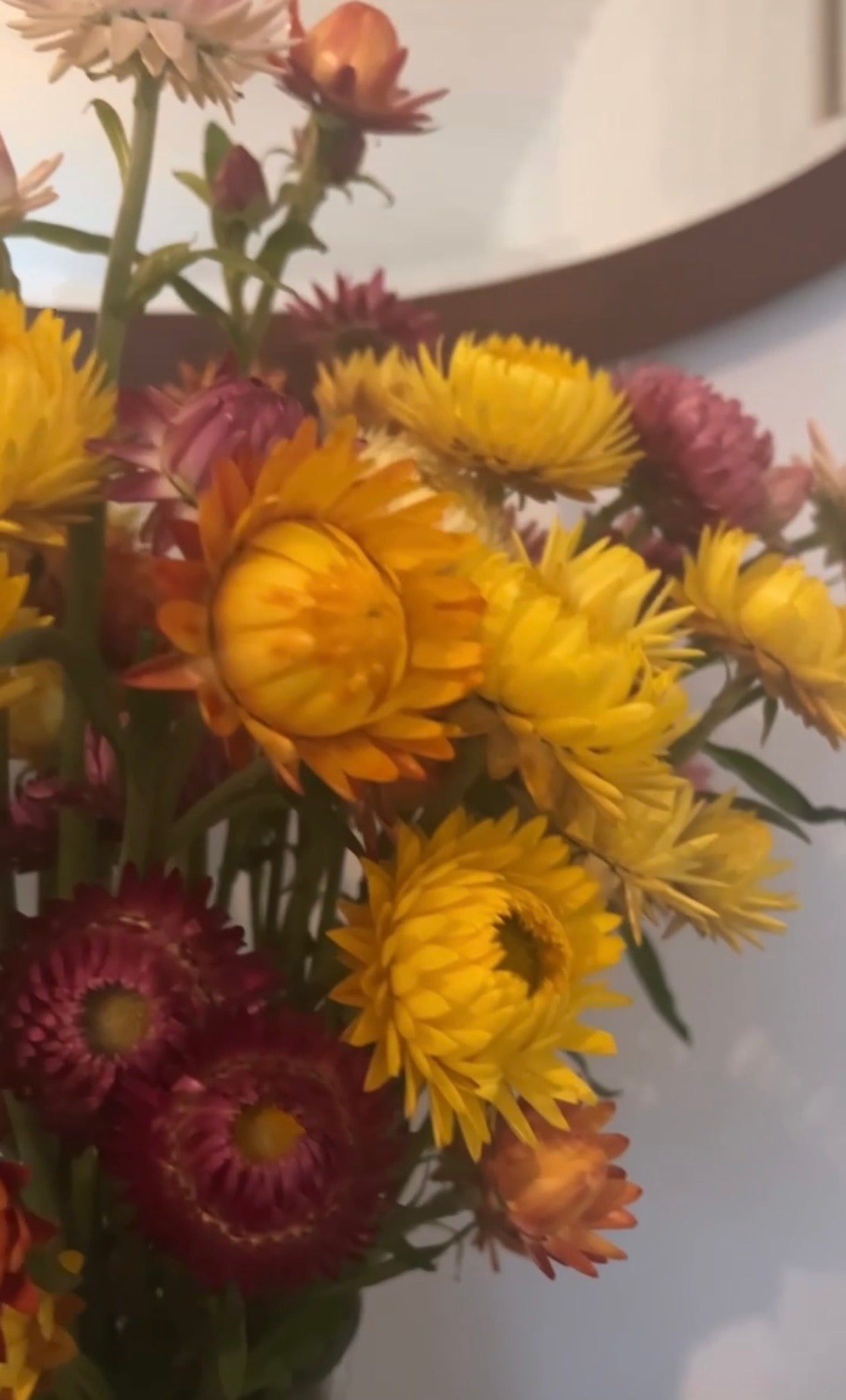 Strawflower Helichrysum Swiss Giant Mix - REGN