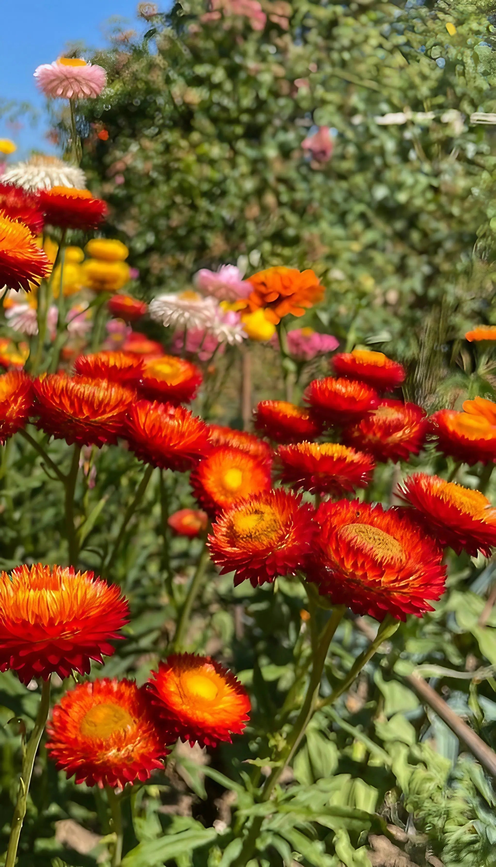 Strawflower Helichrysum Swiss Giant Mix - REGN