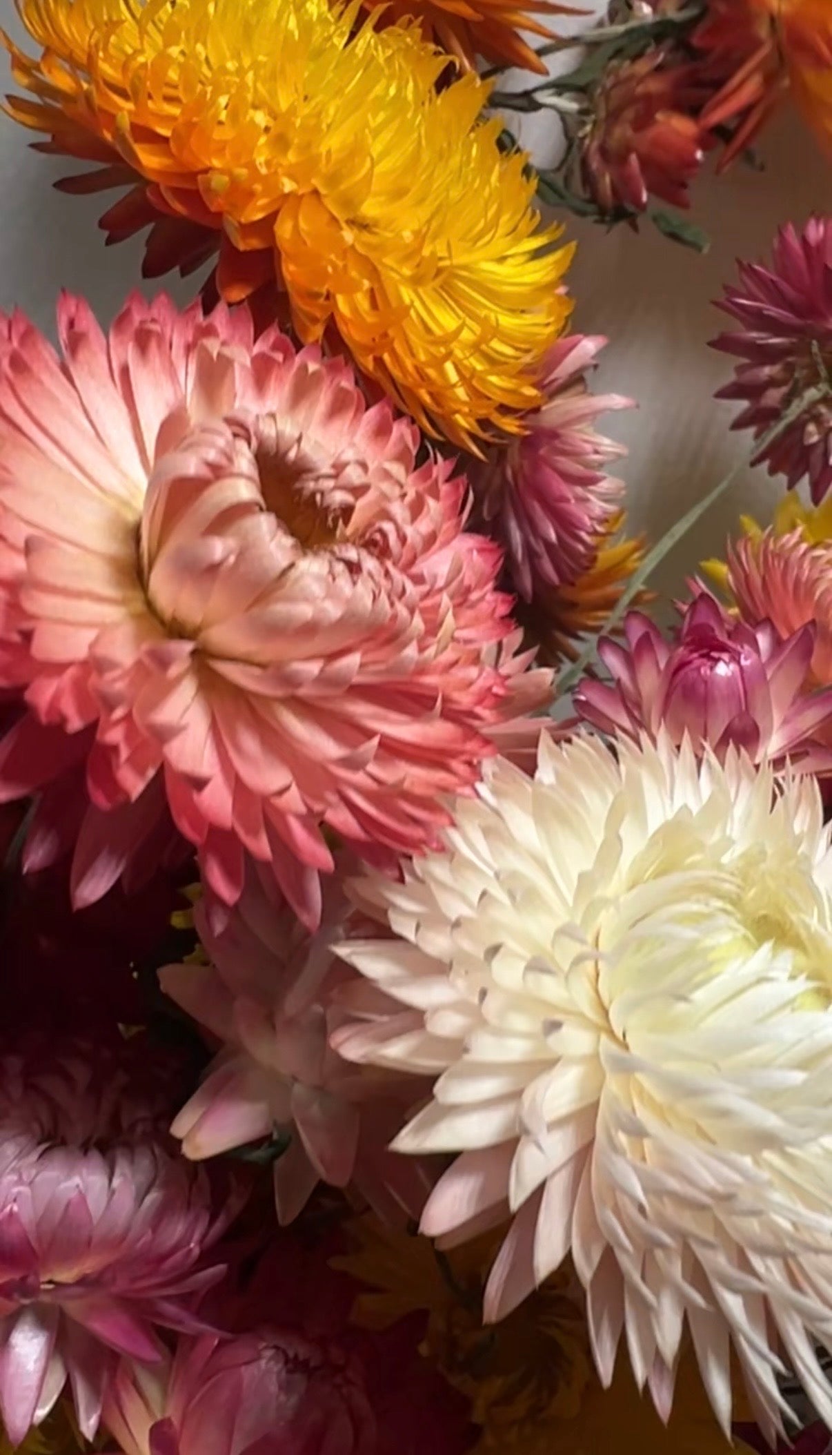 Strawflower Helichrysum Swiss Giant Mix - REGN