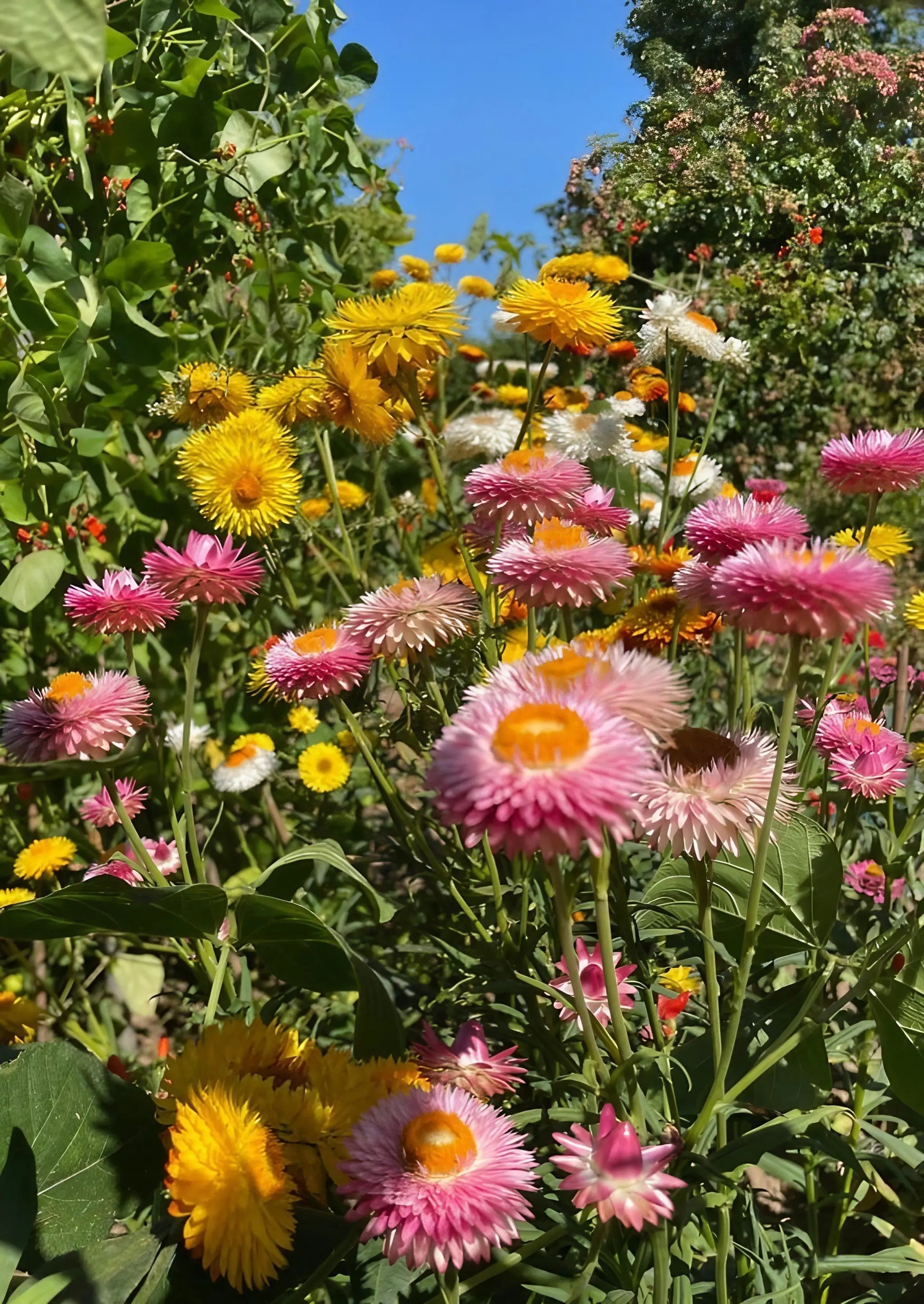 Strawflower Helichrysum Swiss Giant Mix - REGN