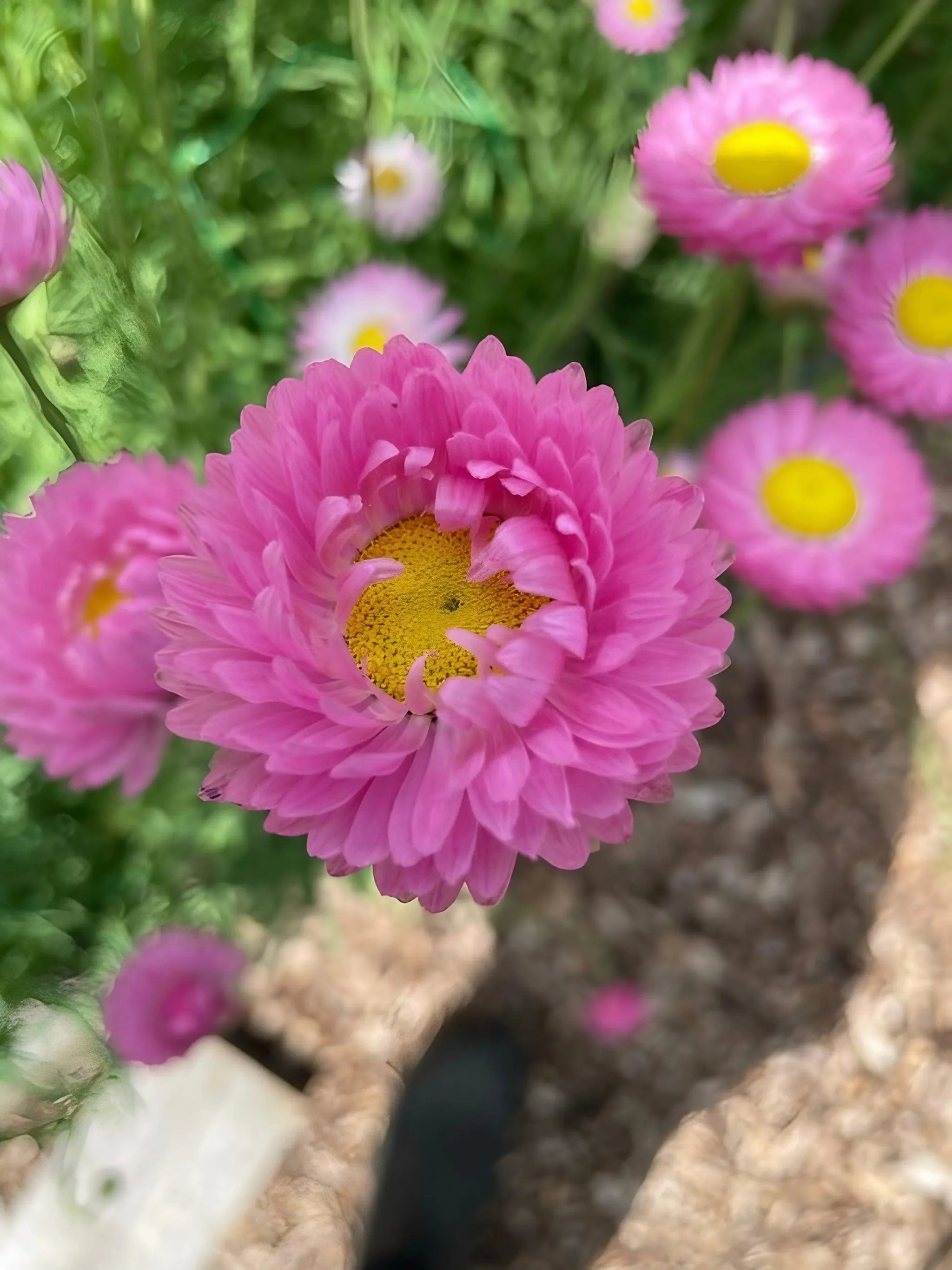 Strawflower Helipterum Roseum Mixed - REGN
