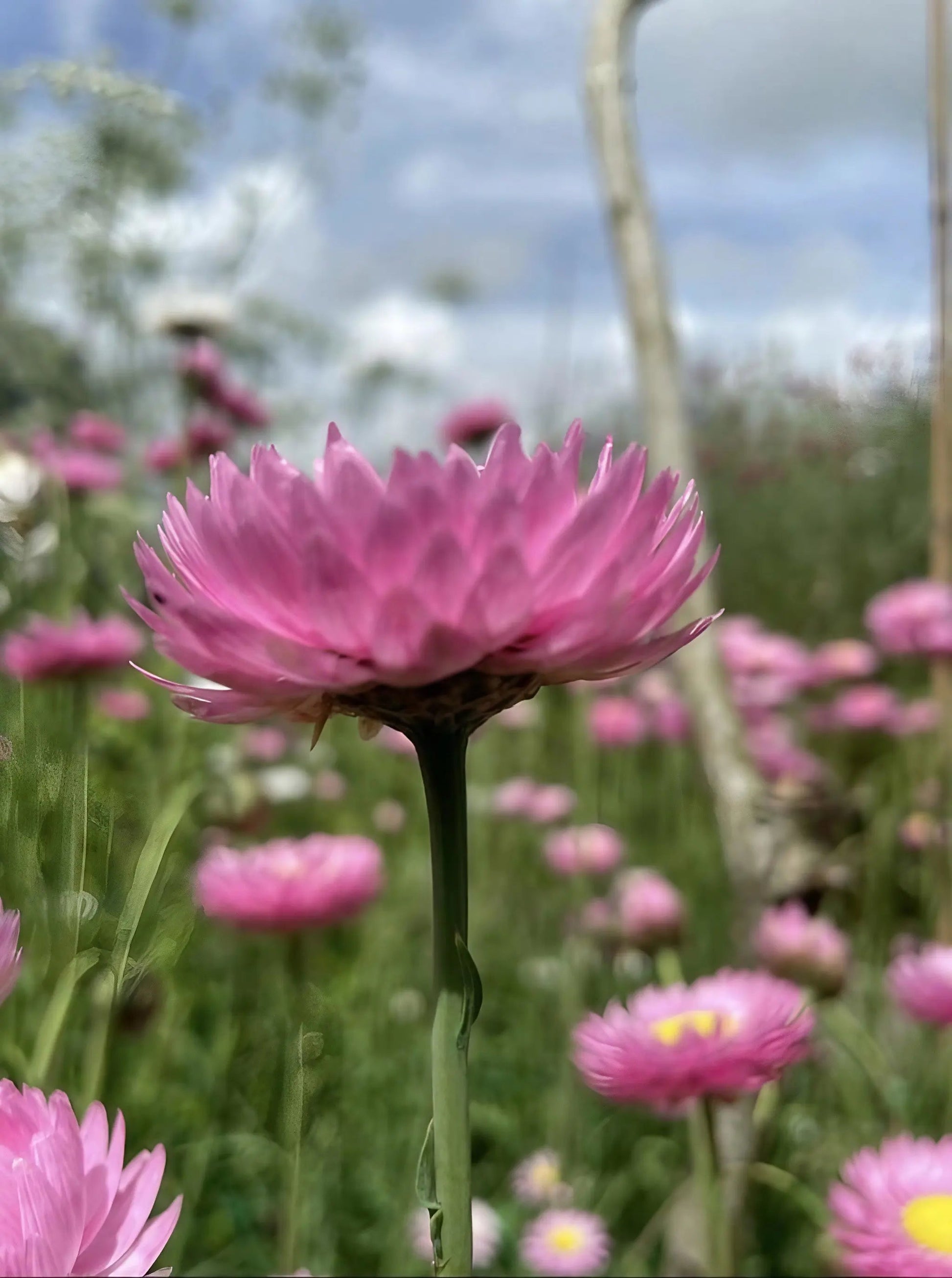 Strawflower Helipterum Roseum Mixed - REGN