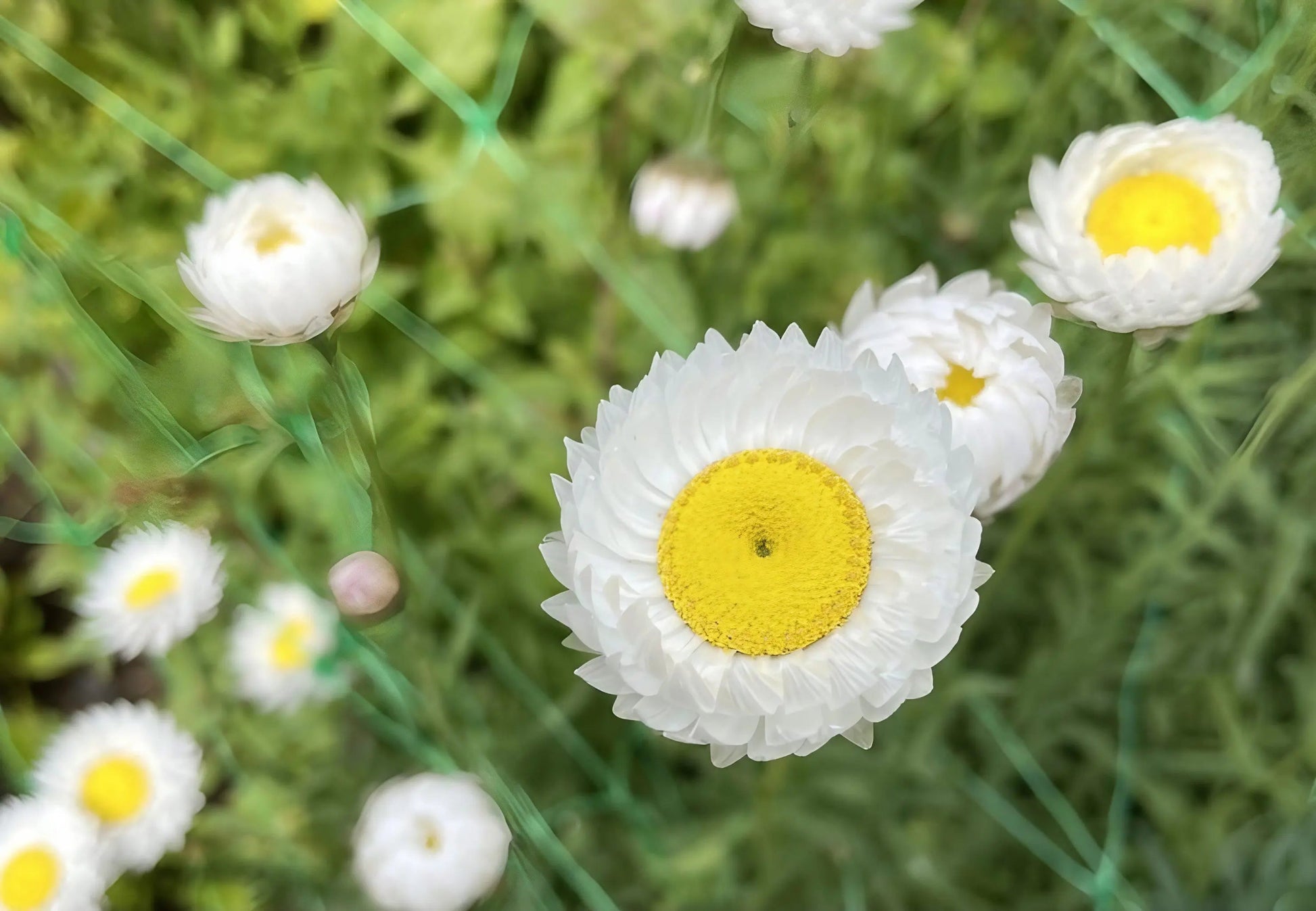 Strawflower Helipterum Roseum Mixed - REGN
