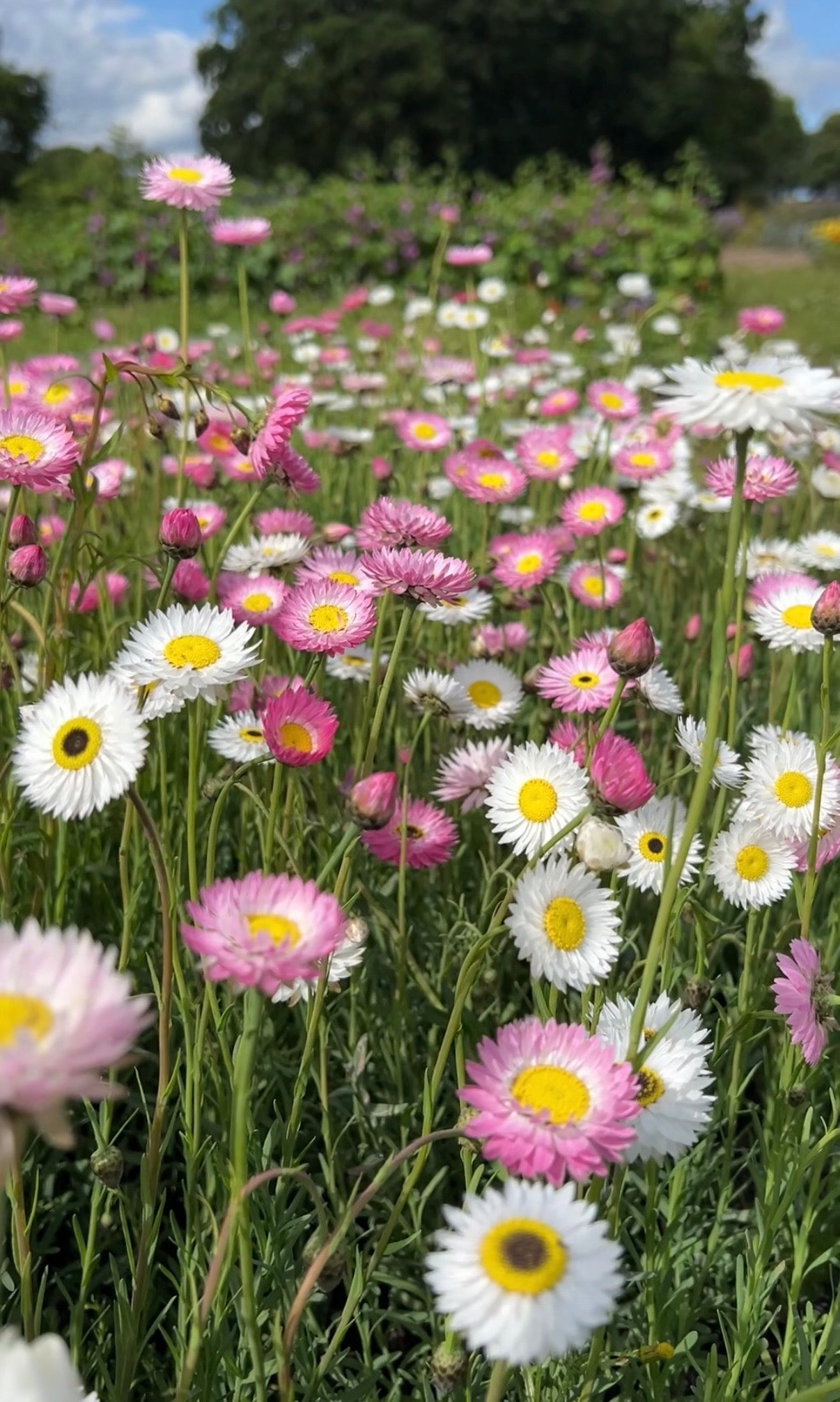 Strawflower Helipterum Roseum Mixed - REGN