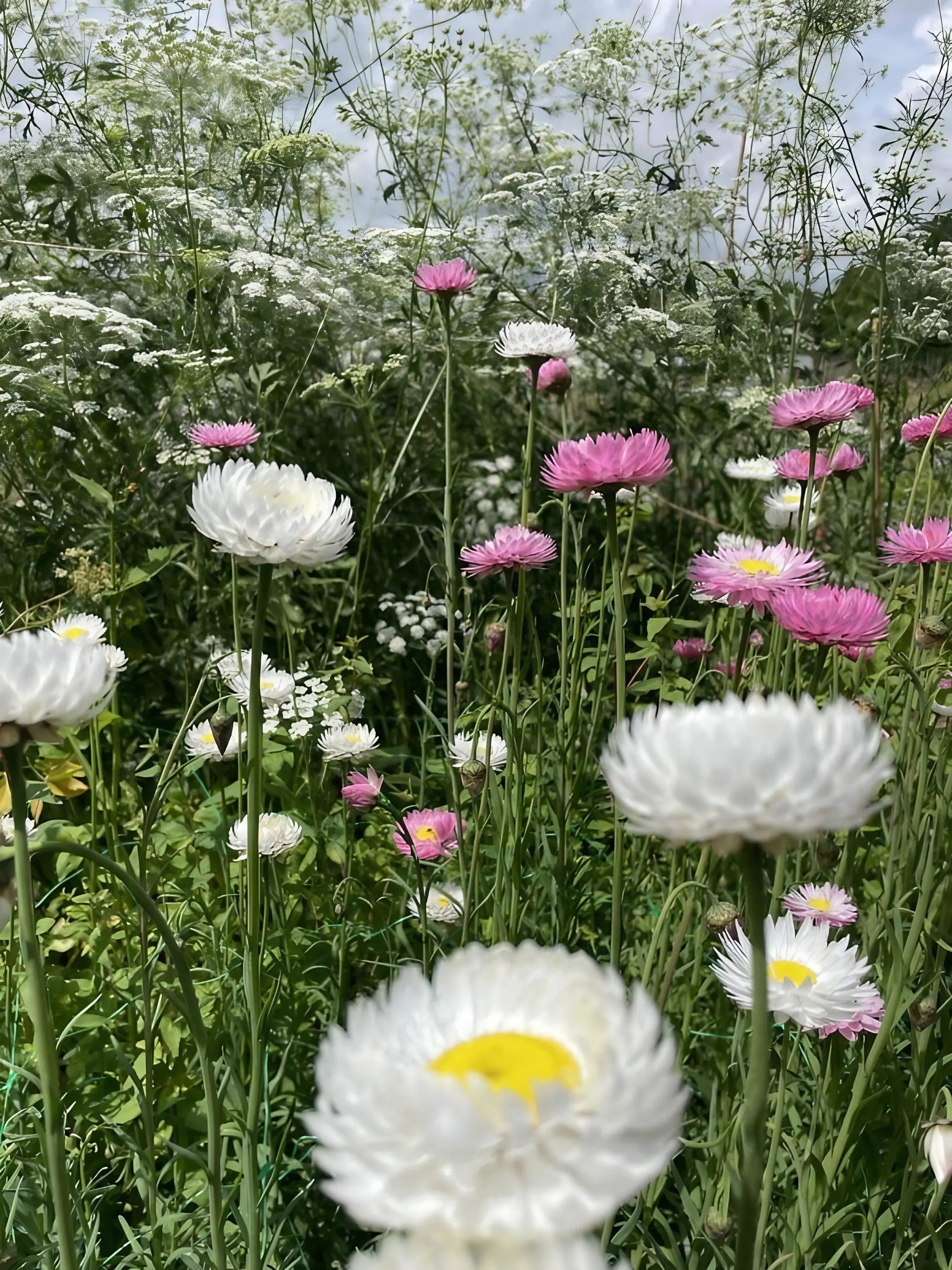 Strawflower Helipterum Roseum Mixed - REGN