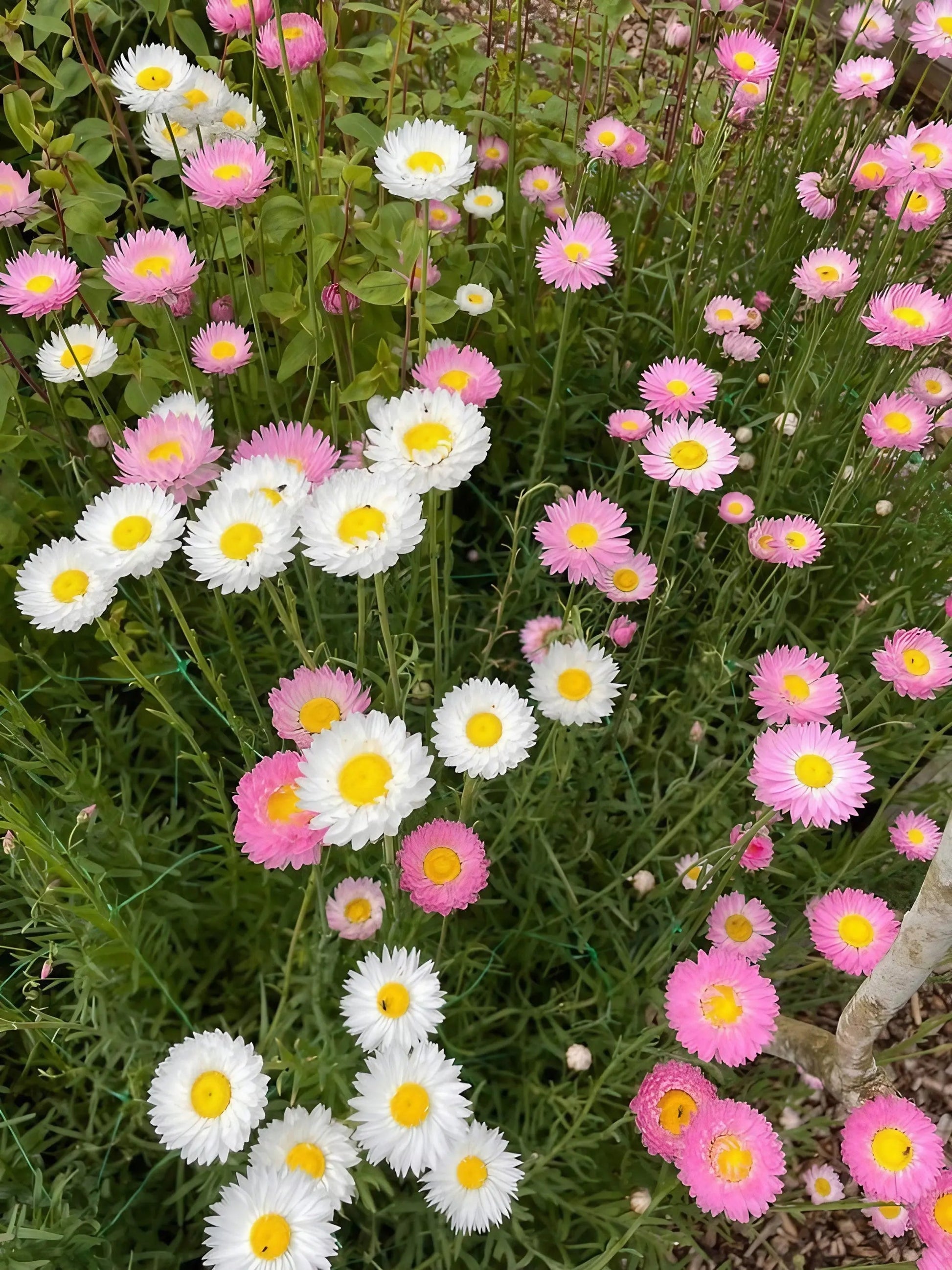 Strawflower Helipterum Roseum Mixed - REGN