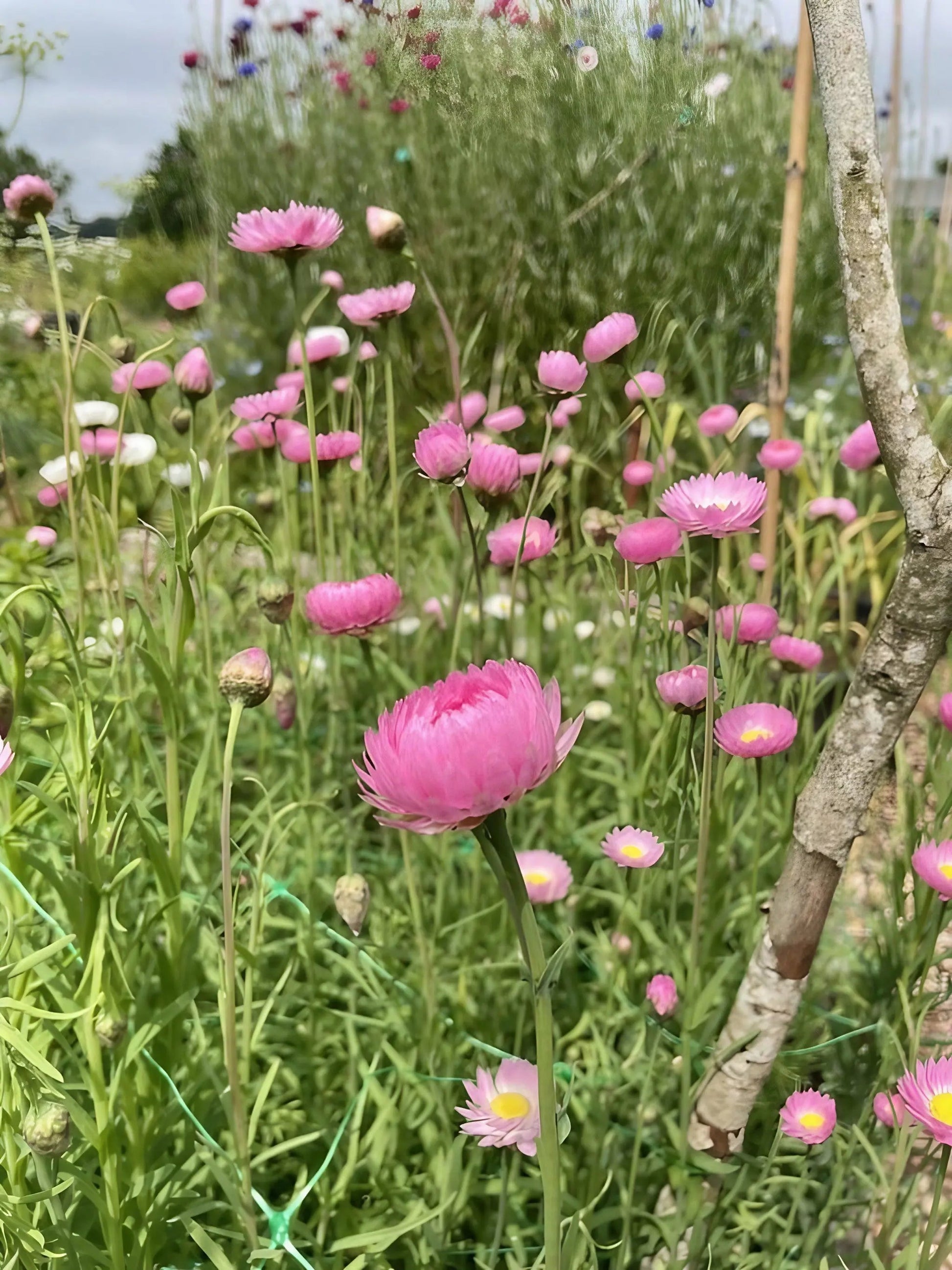 Strawflower Helipterum Roseum Mixed - REGN