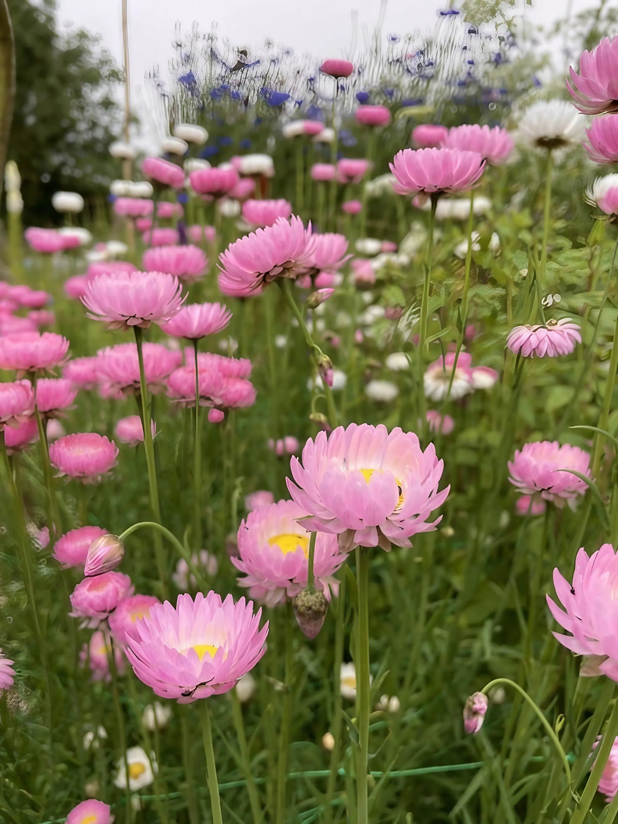 Strawflower Helipterum Roseum Mixed - REGN