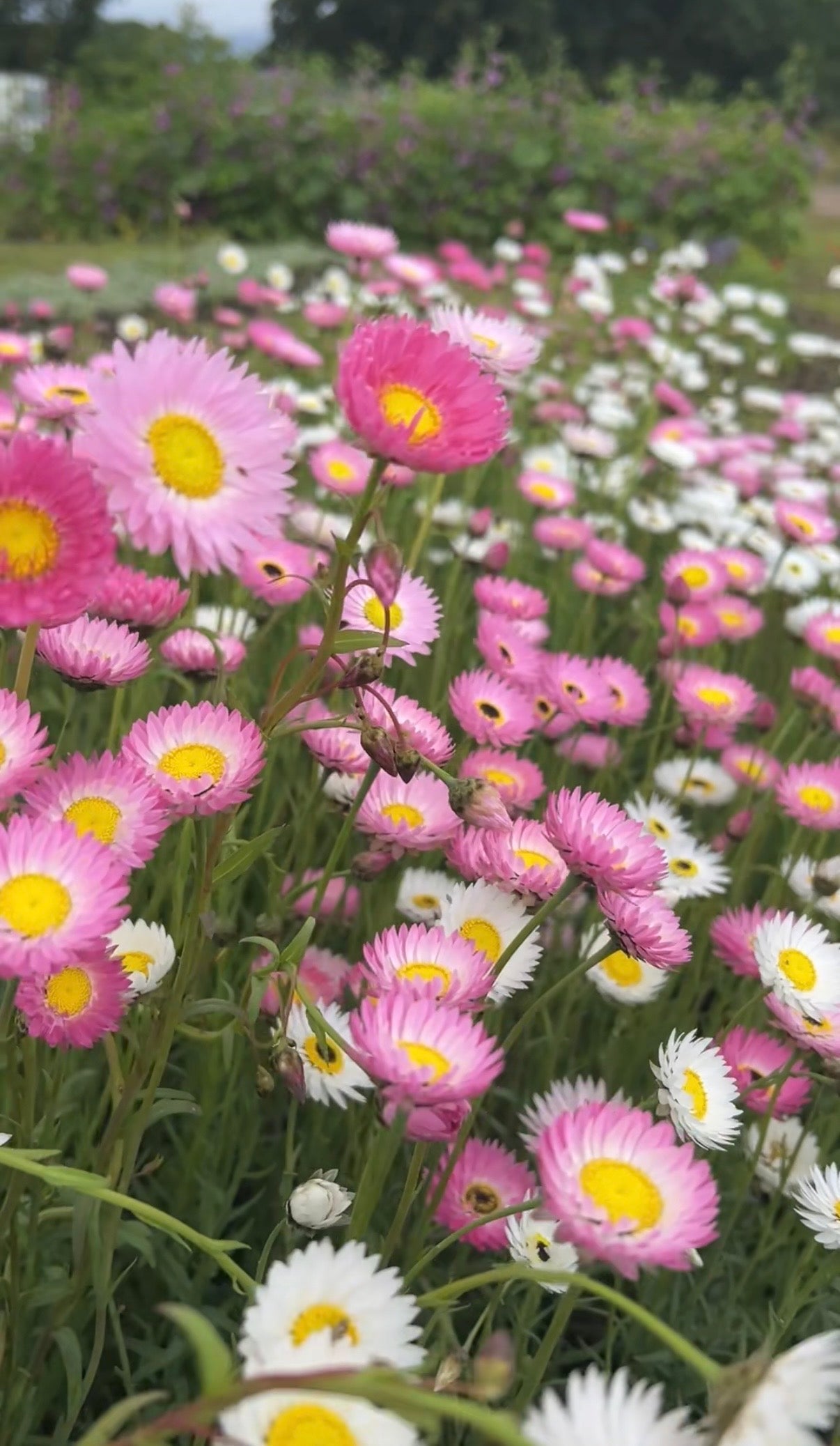 Strawflower Helipterum Roseum Mixed - REGN