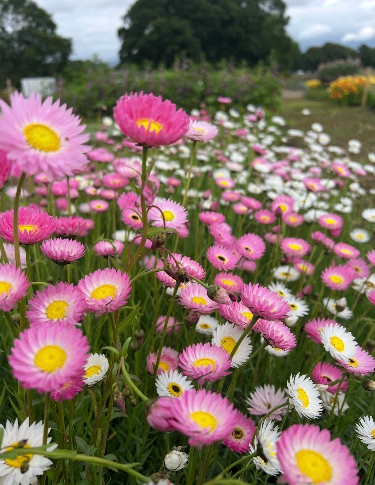 Strawflower Helipterum Roseum Mixed - REGN