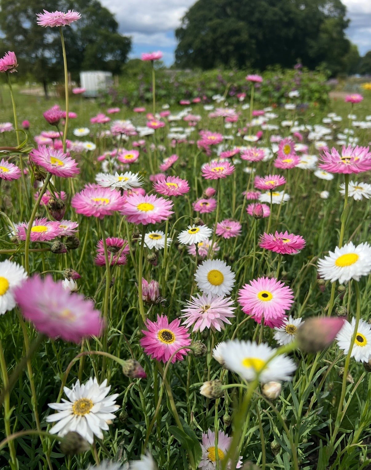 Strawflower Helipterum Roseum Mixed - REGN