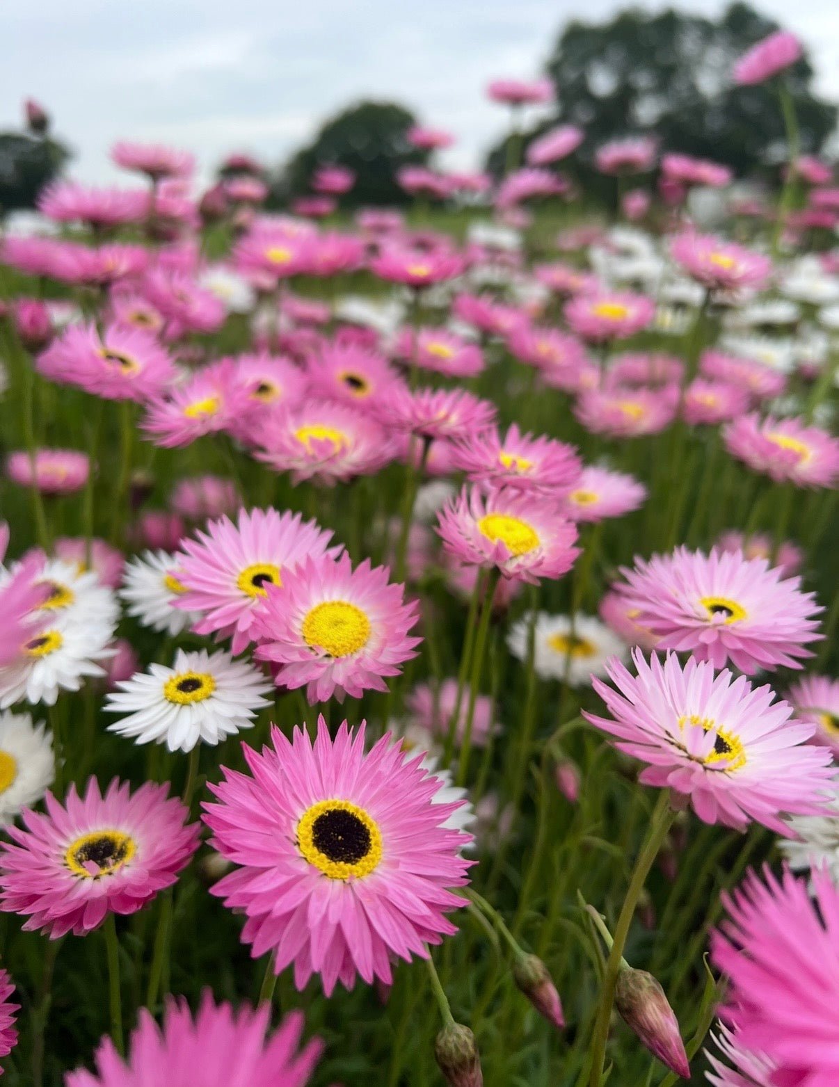 Strawflower Helipterum Roseum Mixed - REGN