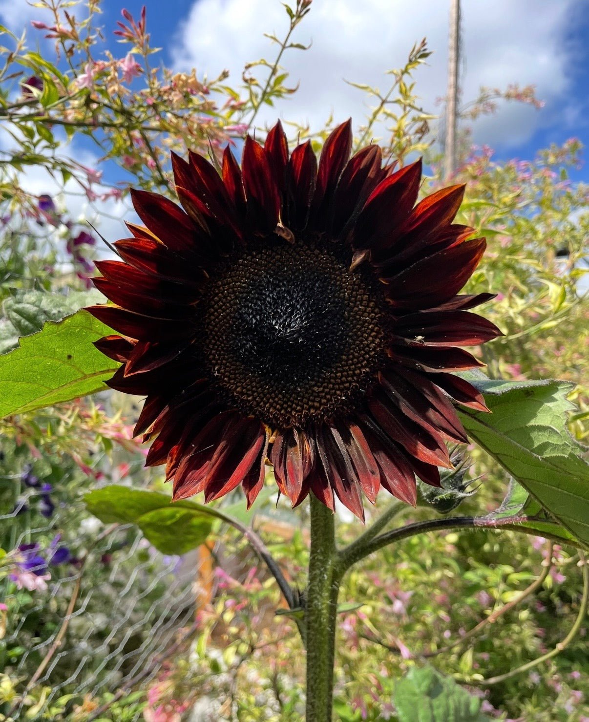 Sunflower Chocolate - REGN