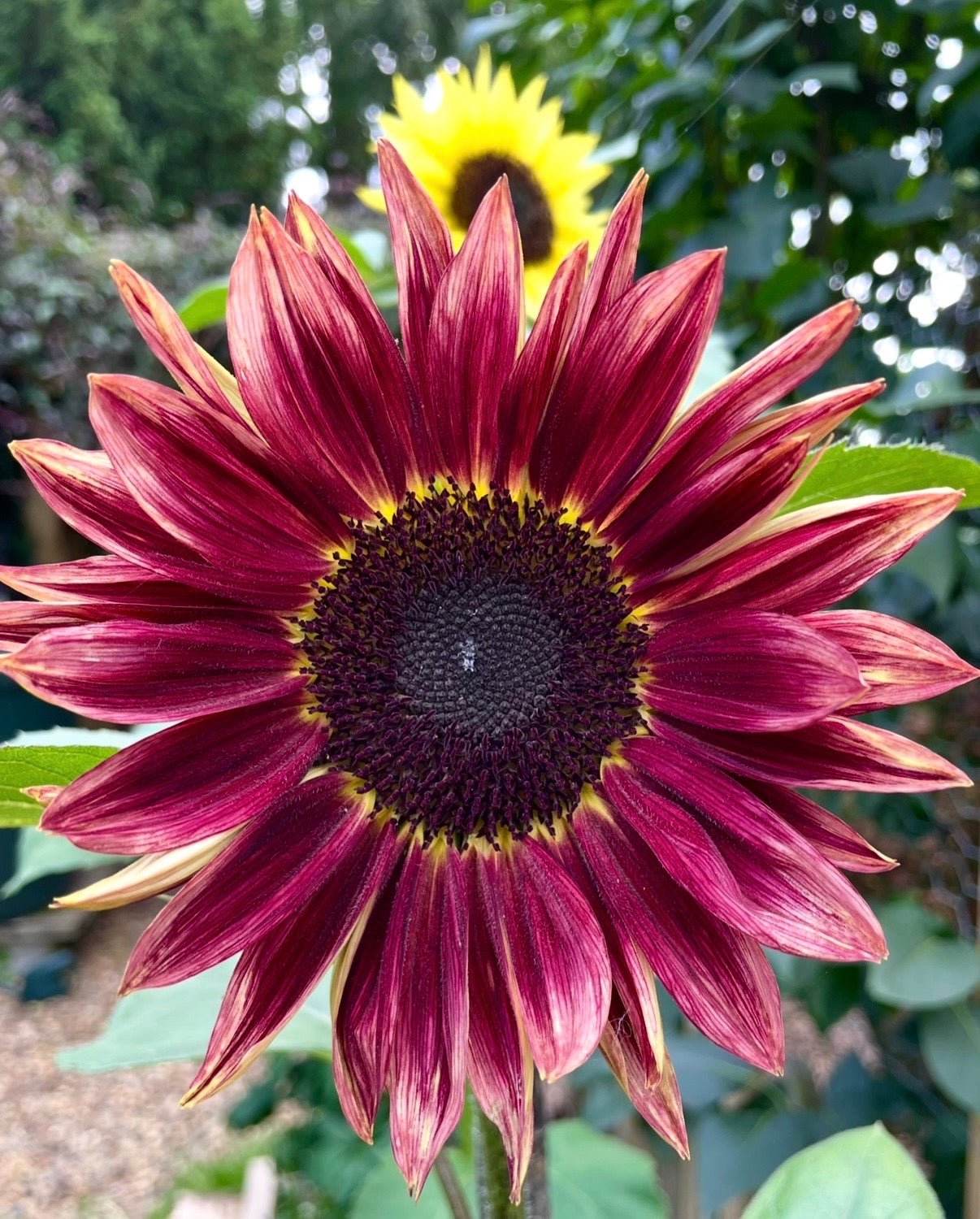 Sunflower Red Sun - REGN