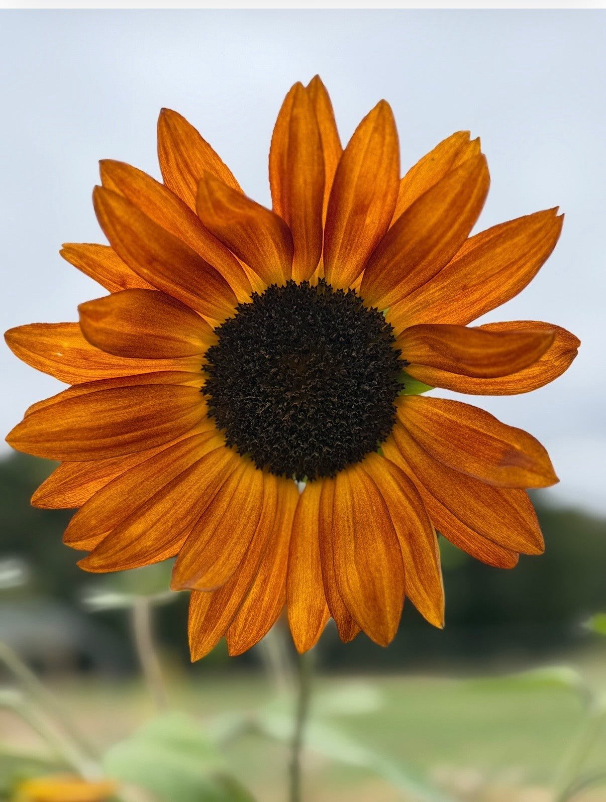 Sunflower Red Sun - REGN