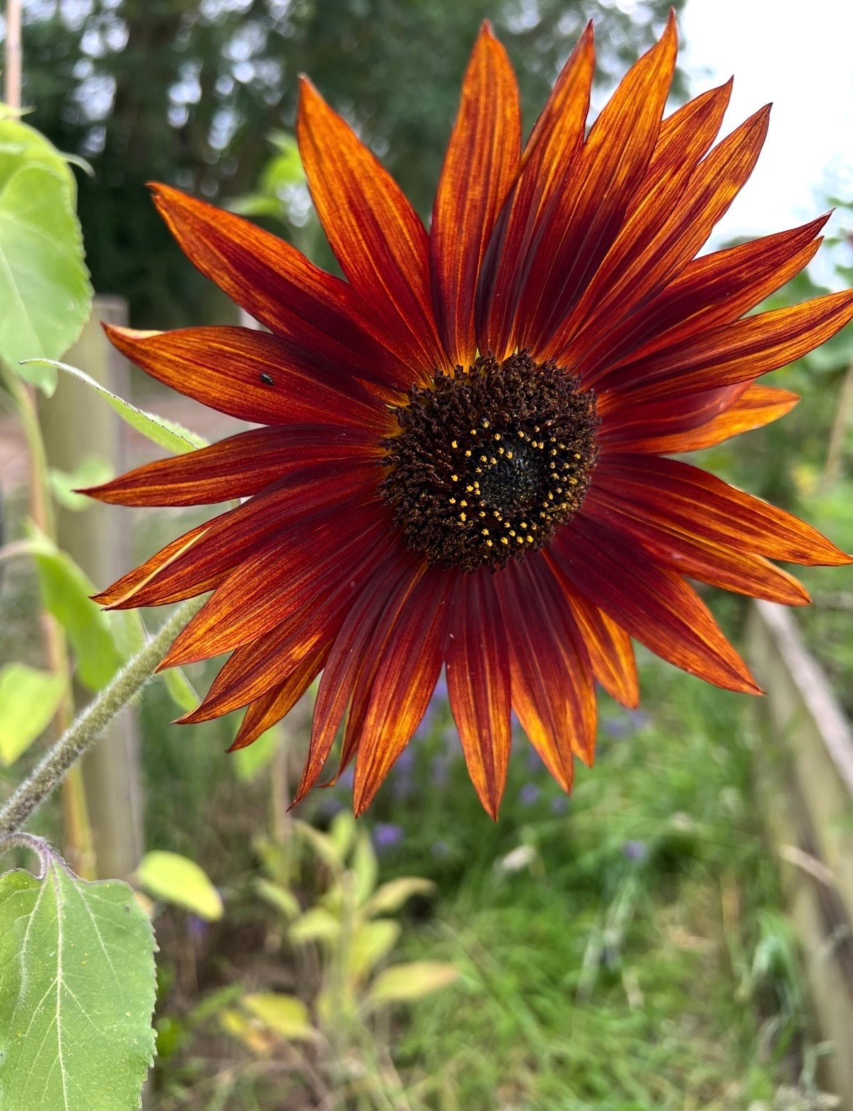 Sunflower Red Sun - REGN