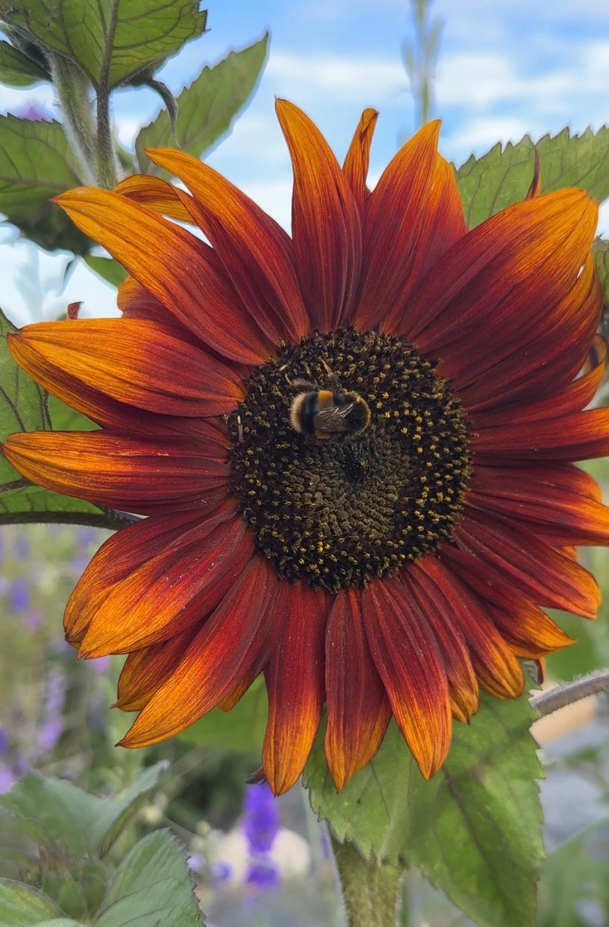 Sunflower Red Sun - REGN