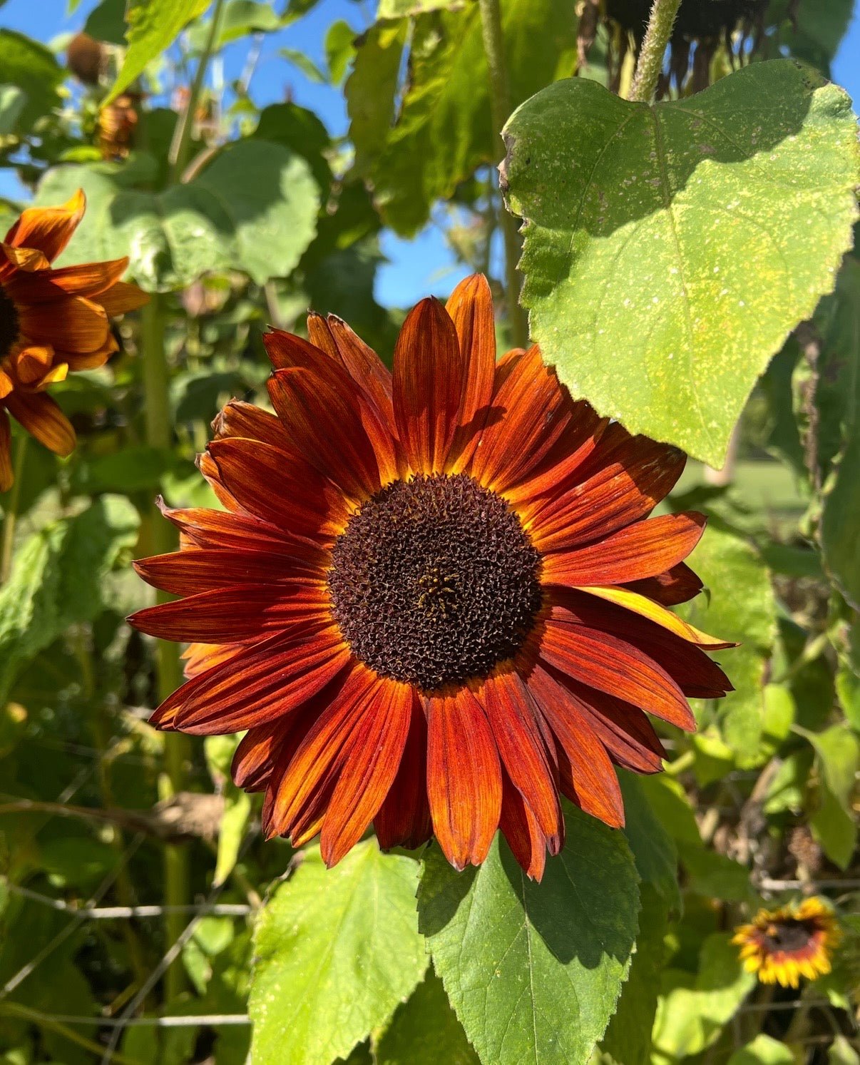 Sunflower Red Sun - REGN