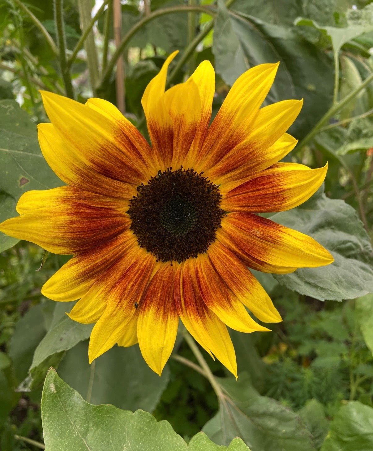 Sunflower Ring of Fire - REGN