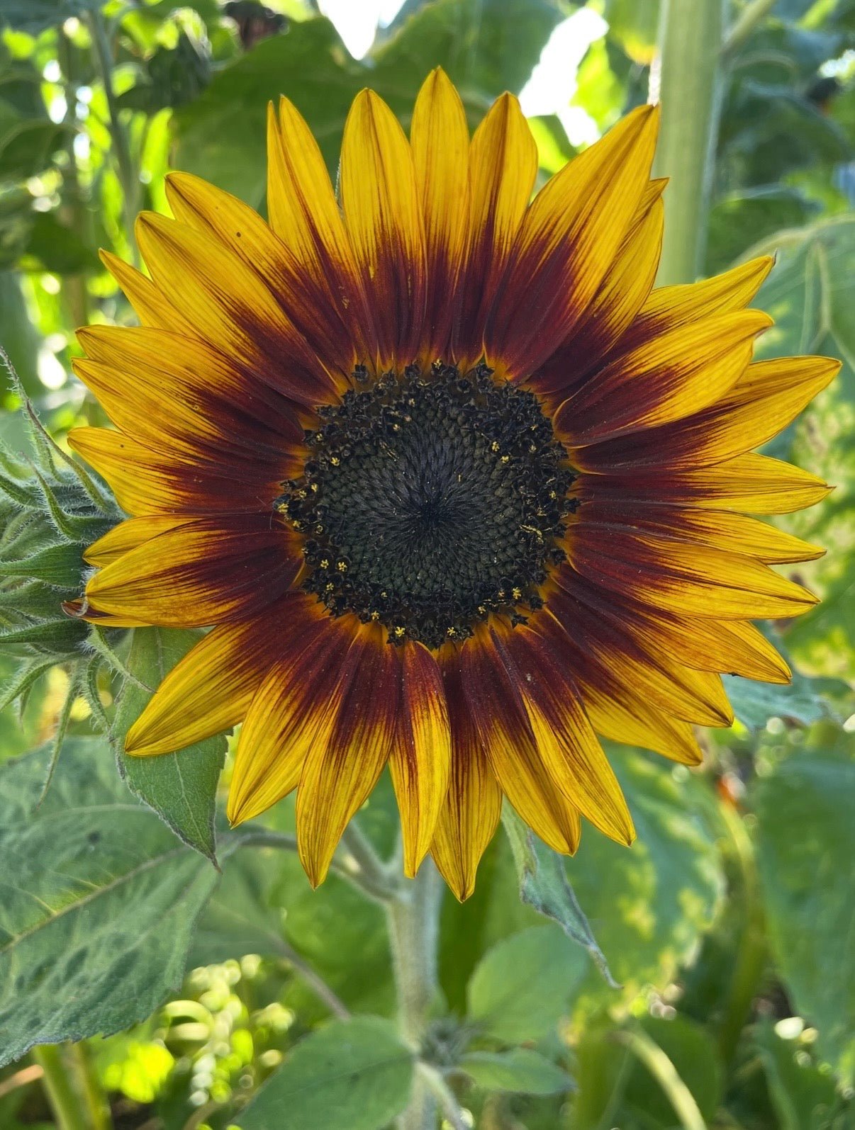 Sunflower Ring of Fire - REGN