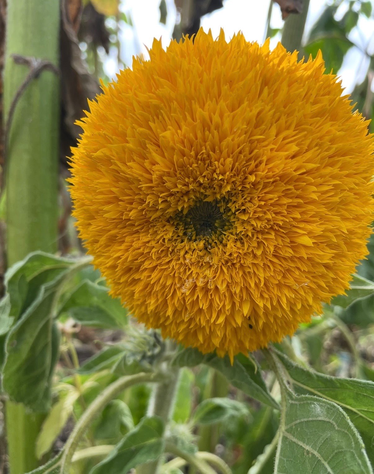 Sunflower Teddy Bear - REGN
