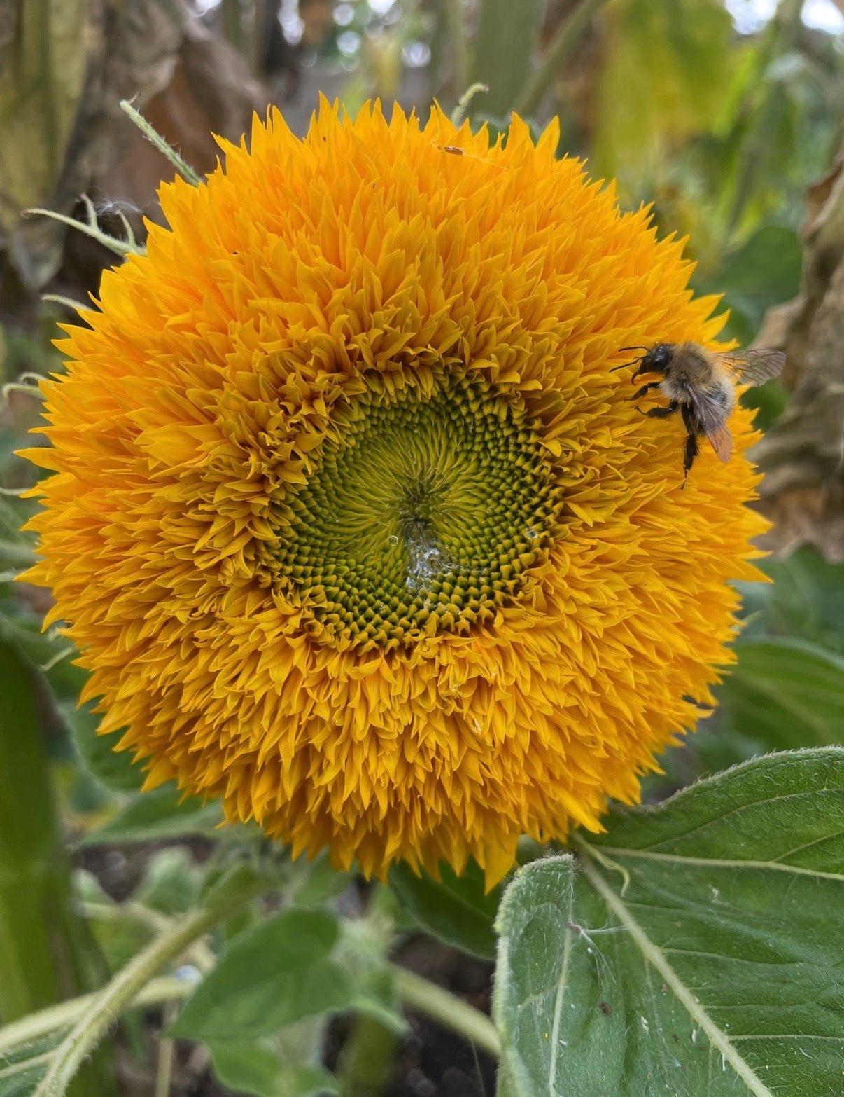 Sunflower Teddy Bear - REGN