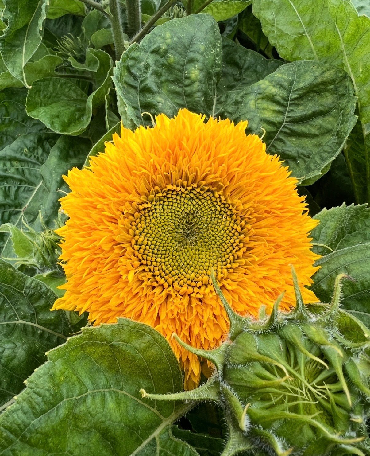 Sunflower Teddy Bear - REGN
