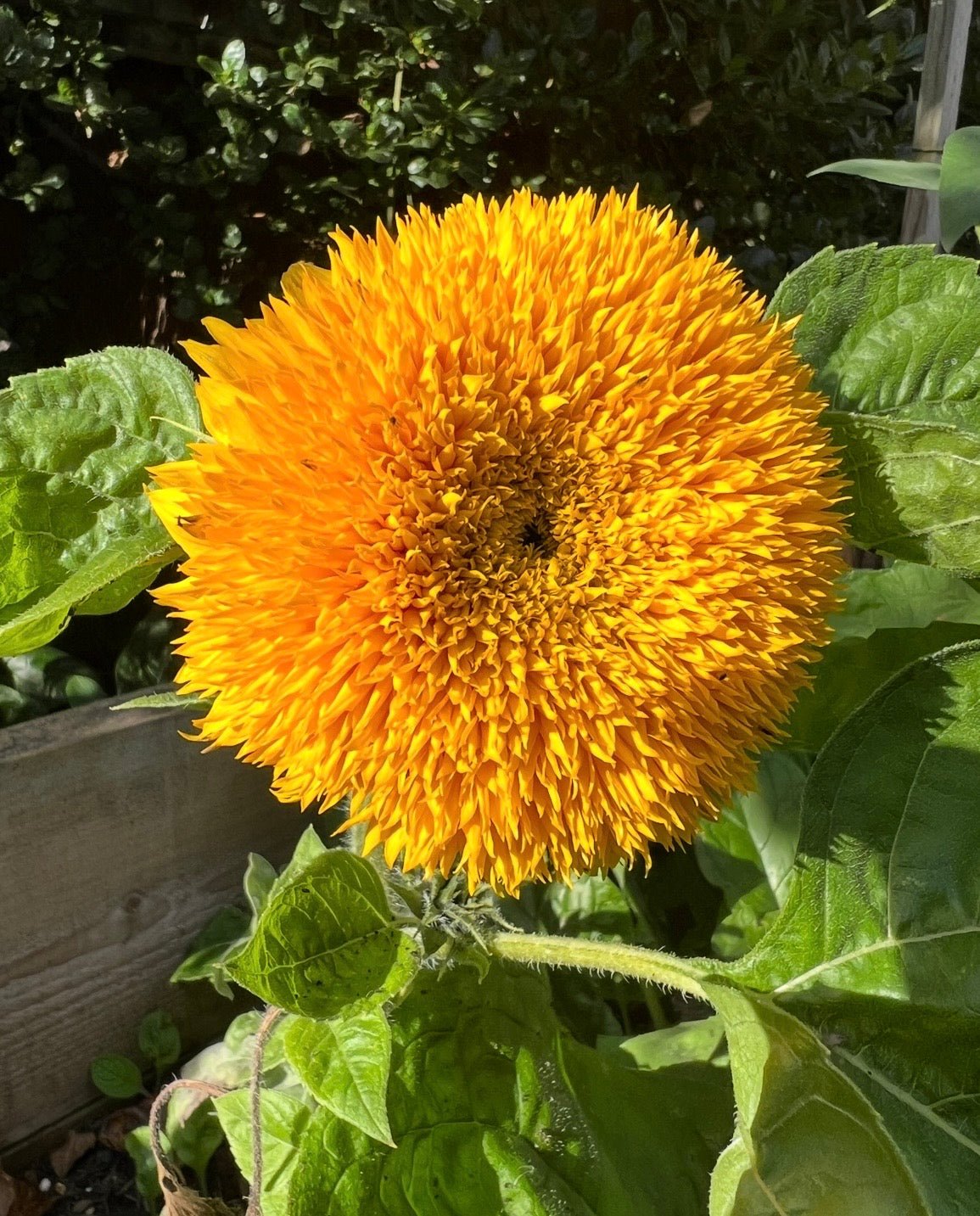 Sunflower Teddy Bear - REGN