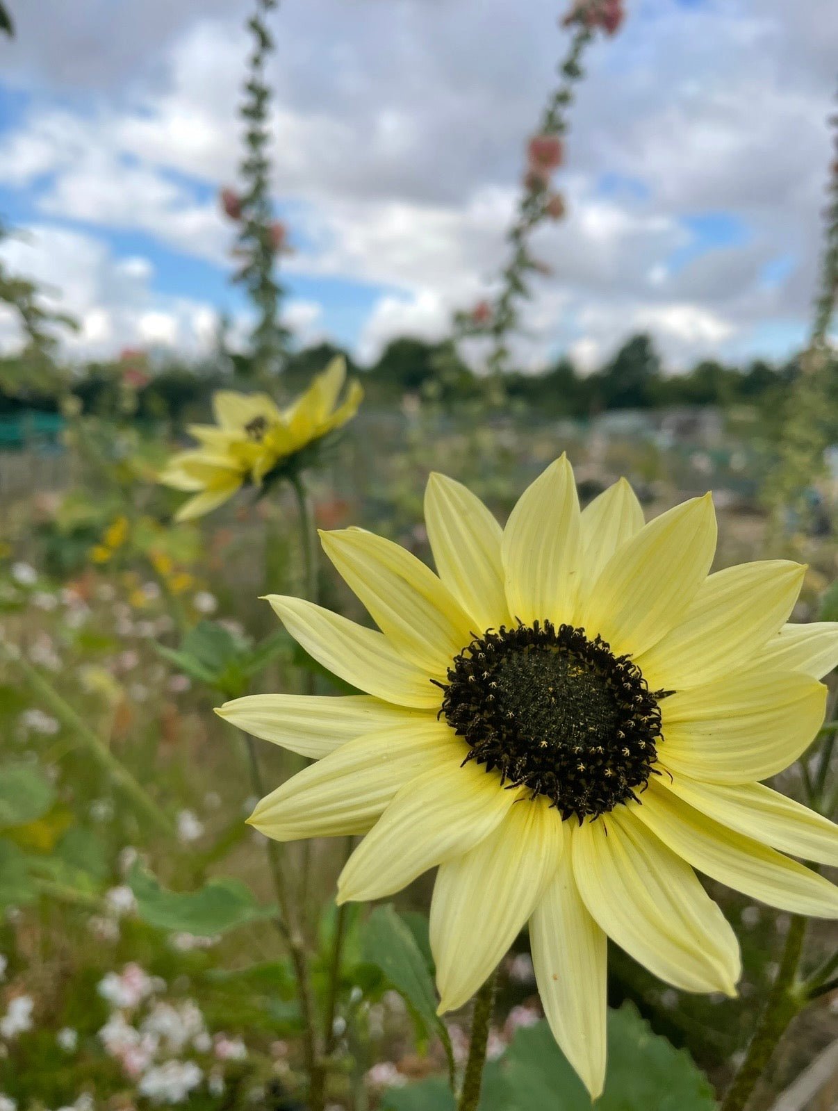Sunflower Vanilla Ice - REGN