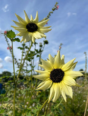 Sunflower Vanilla Ice - REGN