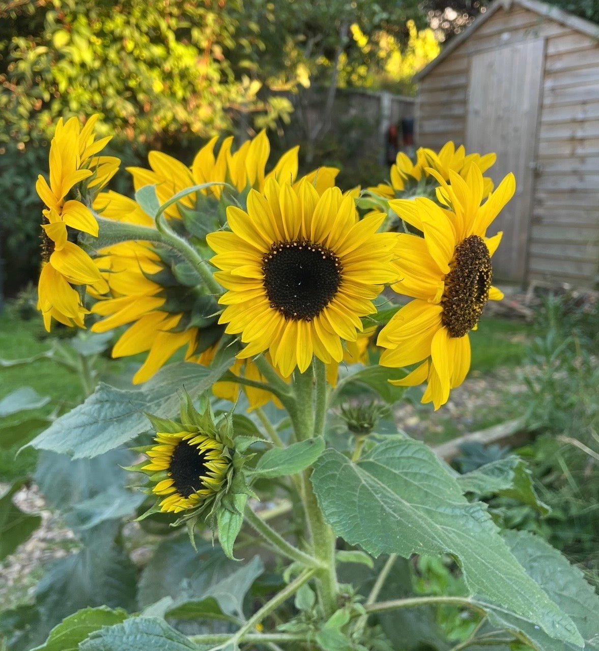 Sunflower Waooh! - REGN