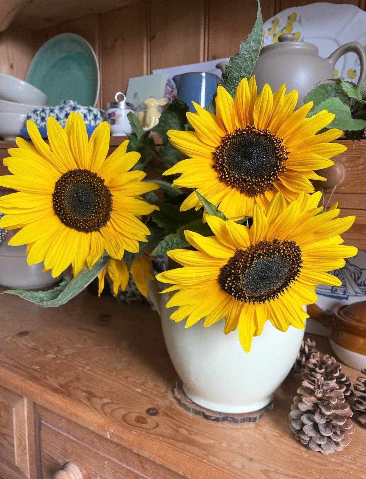 Sunflower Waooh! - REGN