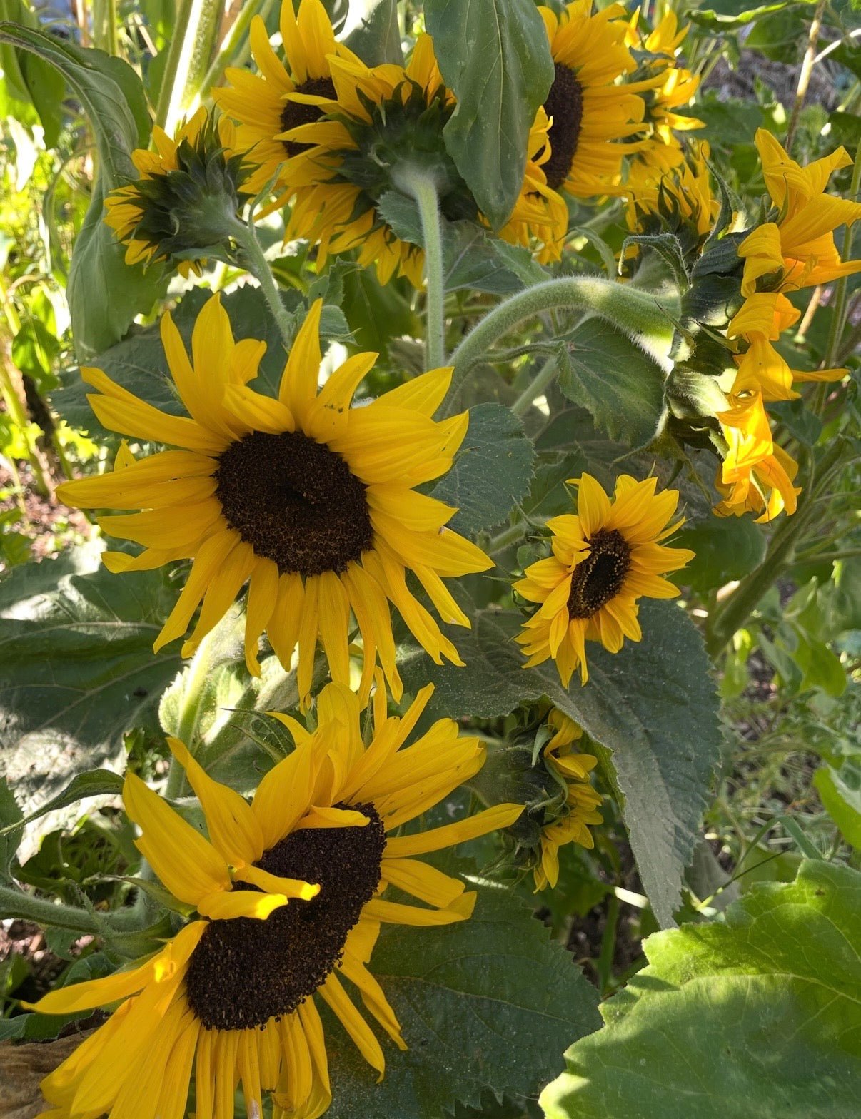 Sunflower Waooh! - REGN