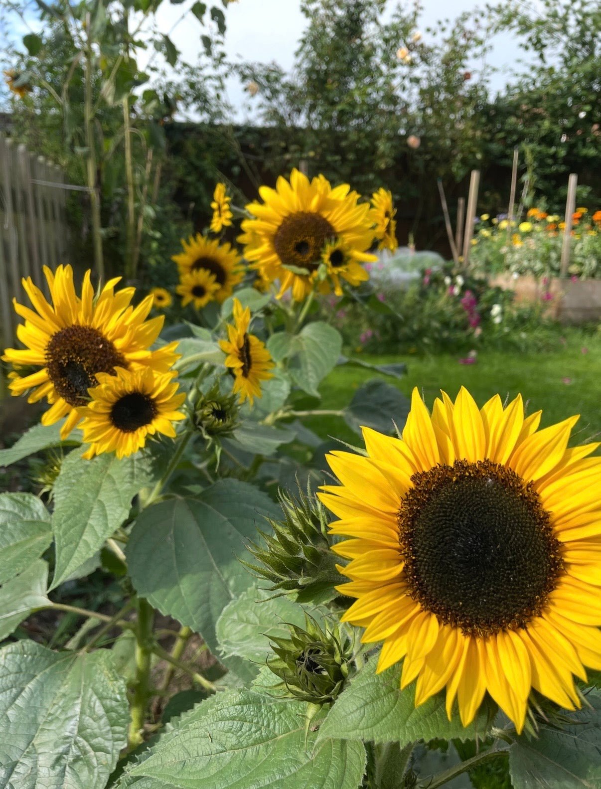 Sunflower Waooh! - REGN