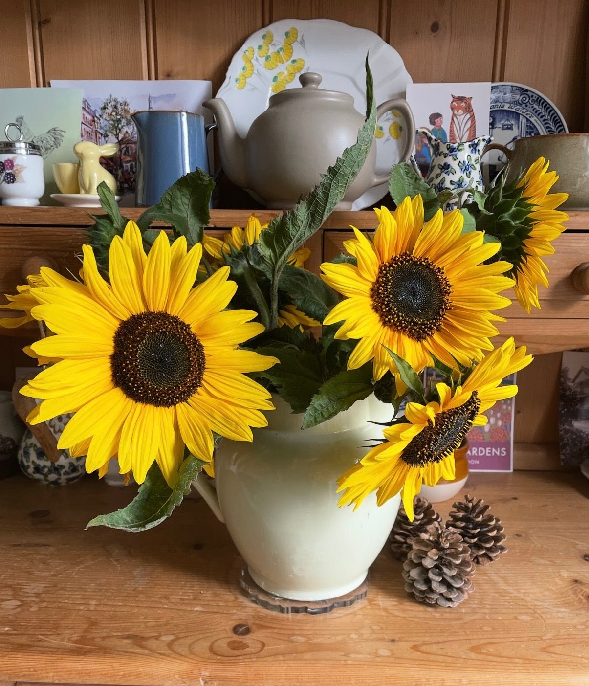 Sunflower Waooh! - REGN