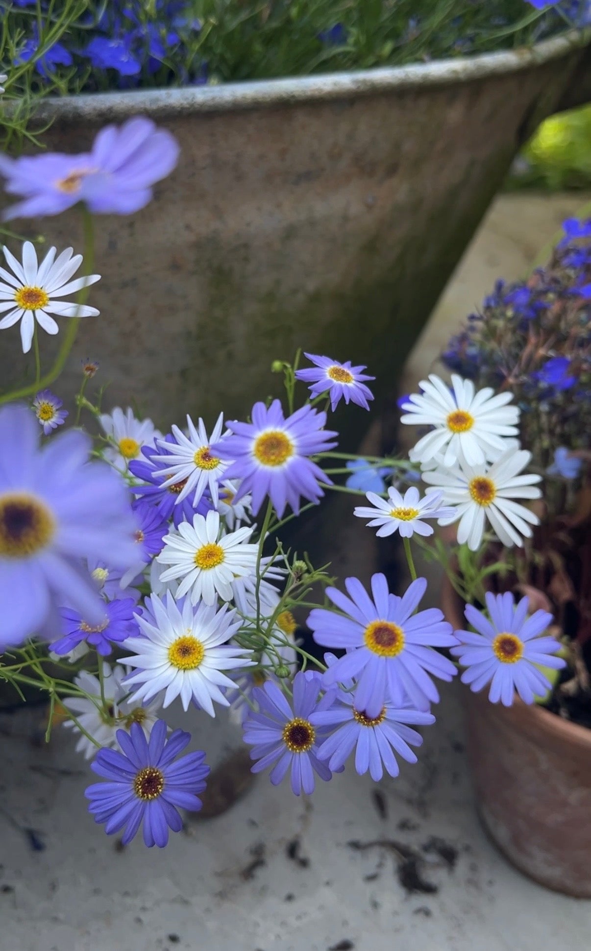 Swan River Daisies Mixed - REGN