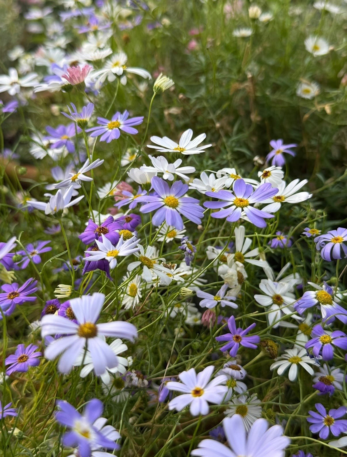 Swan River Daisies Mixed - REGN