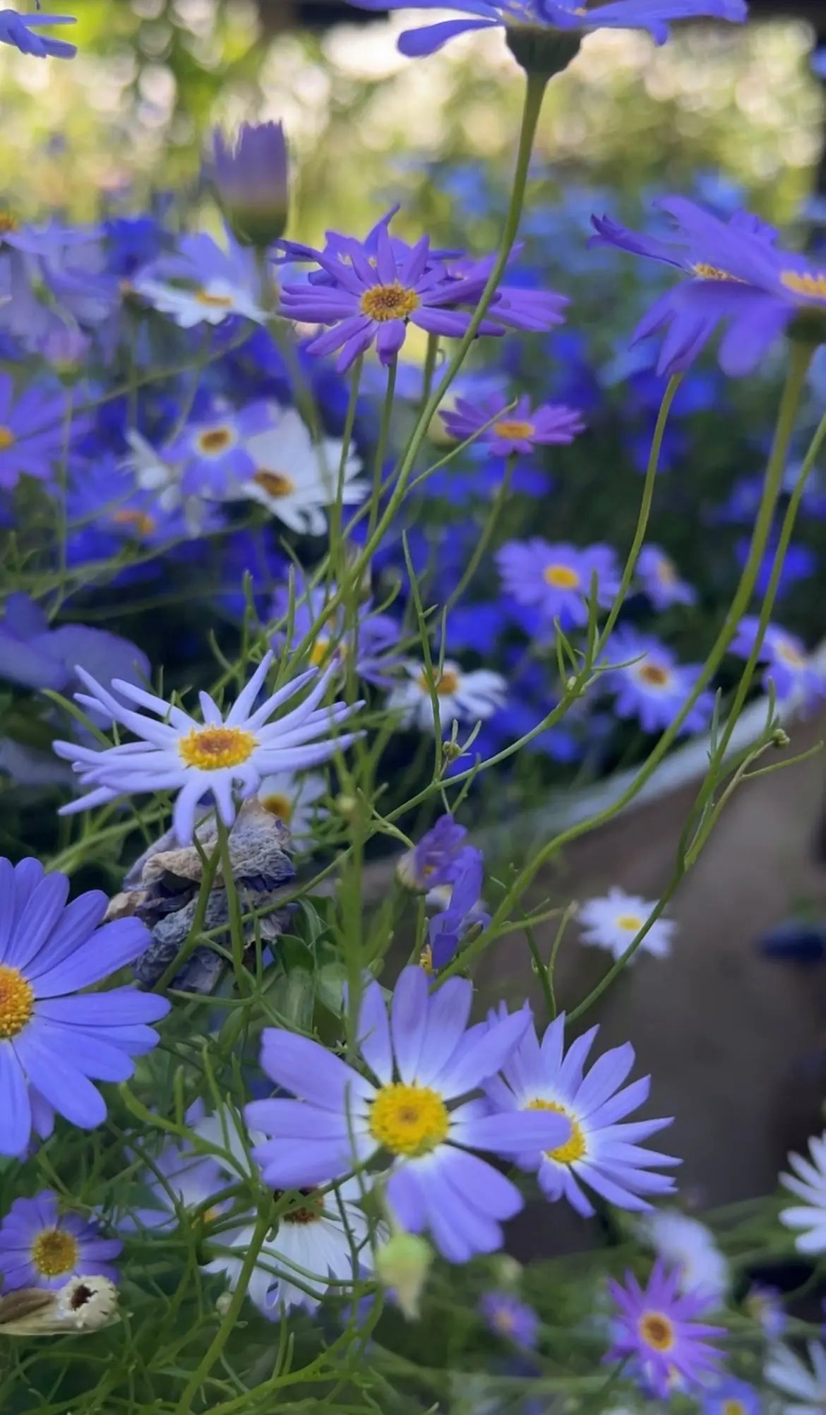 Swan River Daisies Mixed - REGN